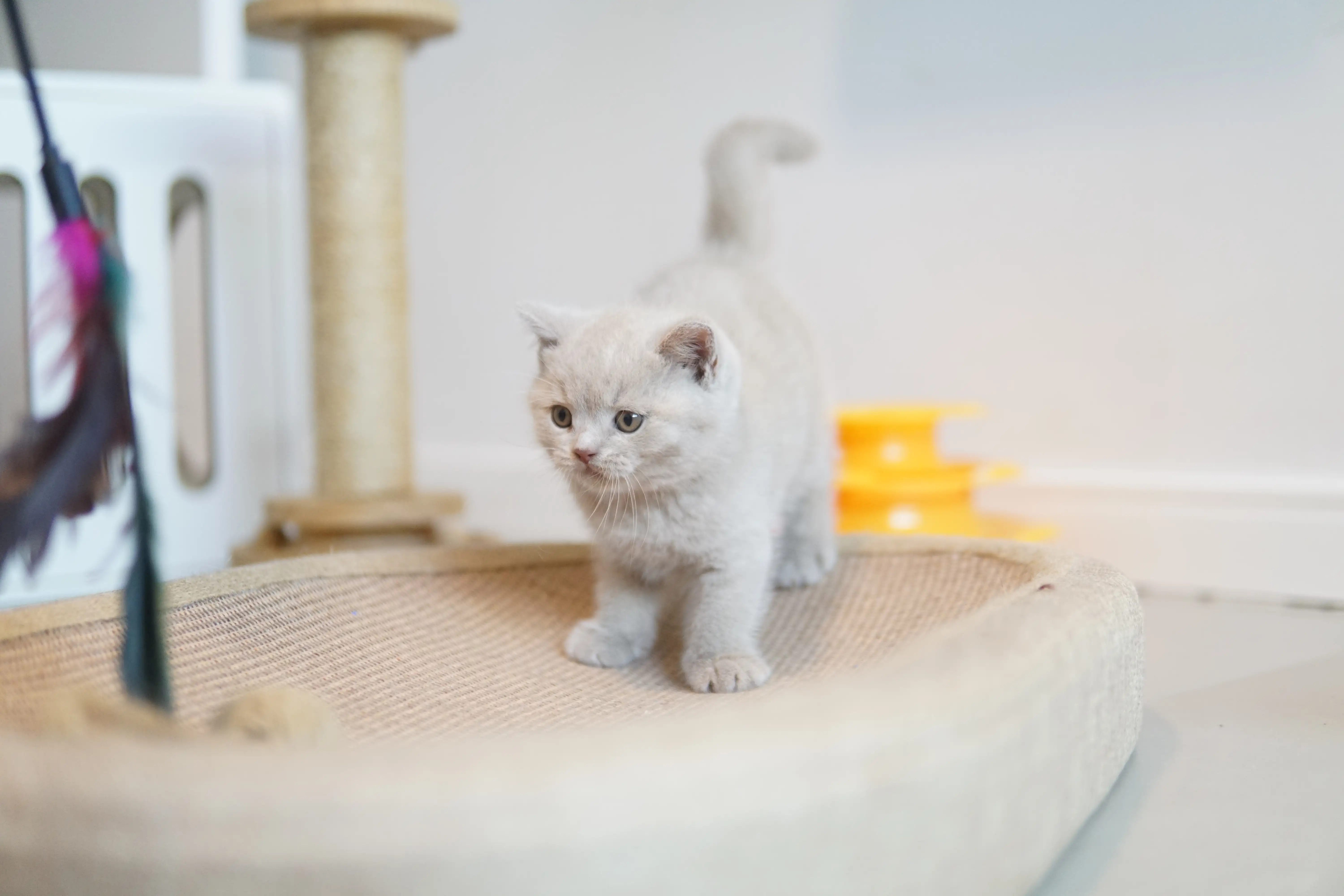 Kitten running around