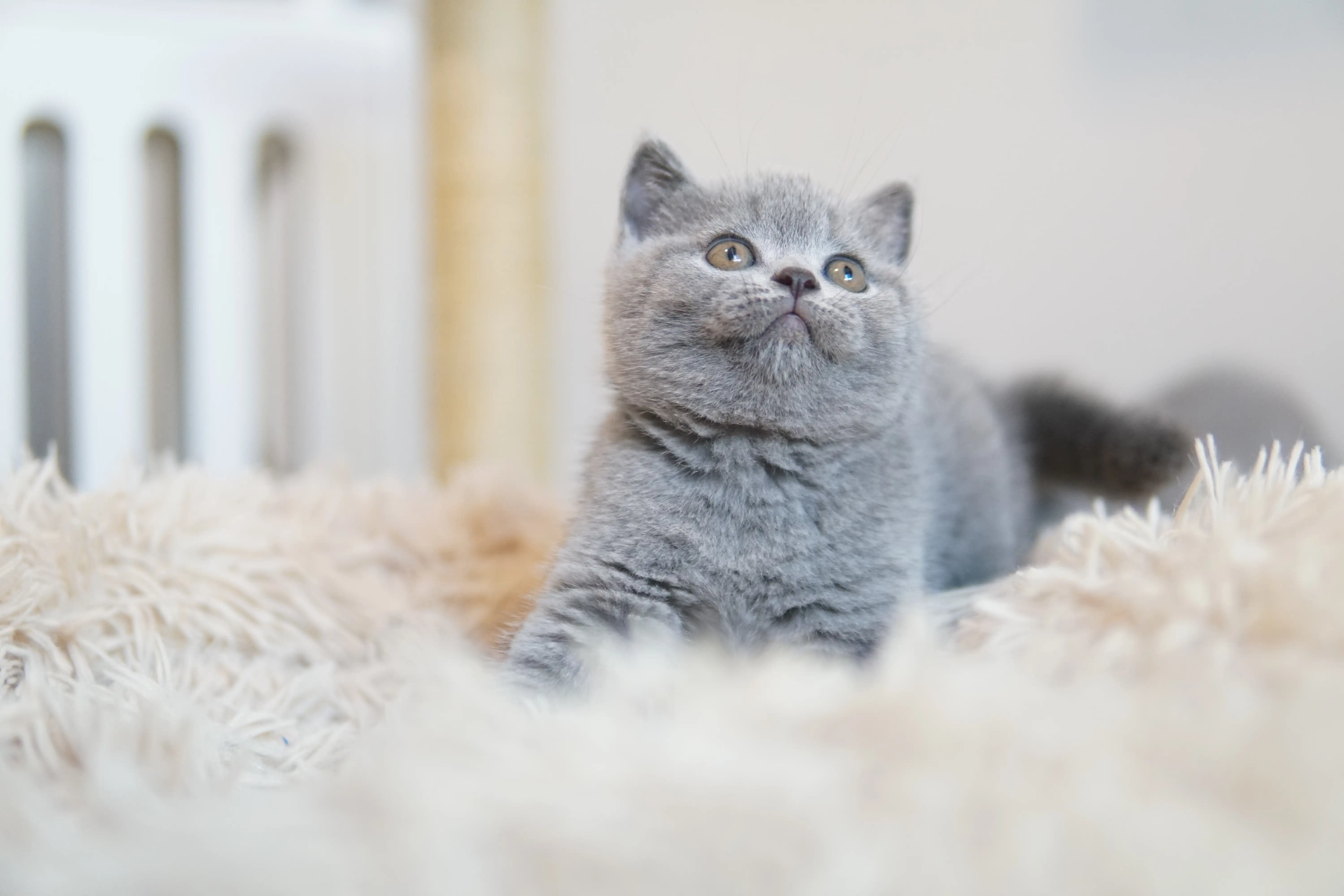 Kitten lying down calmly