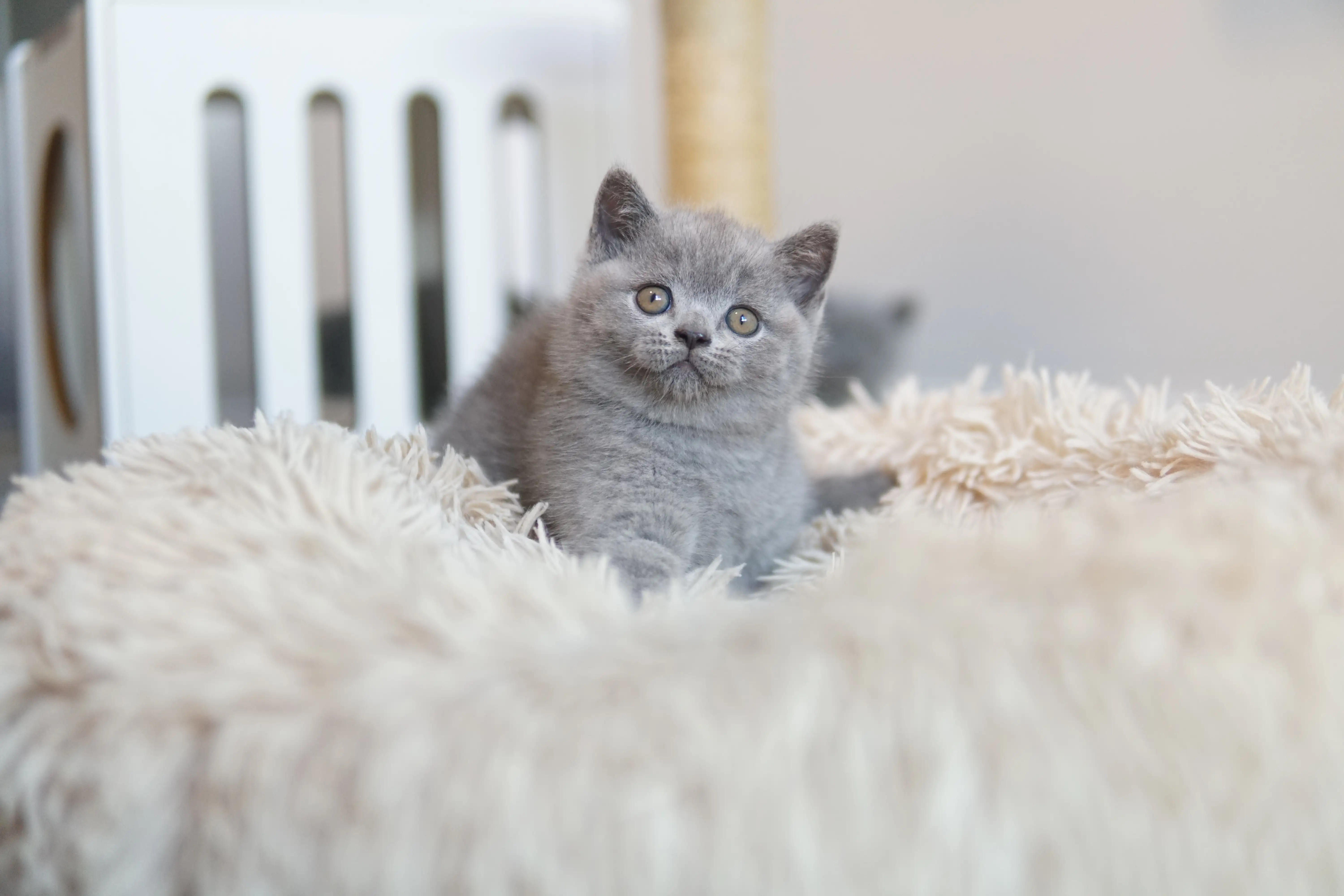 Kitten contrasting with the texture