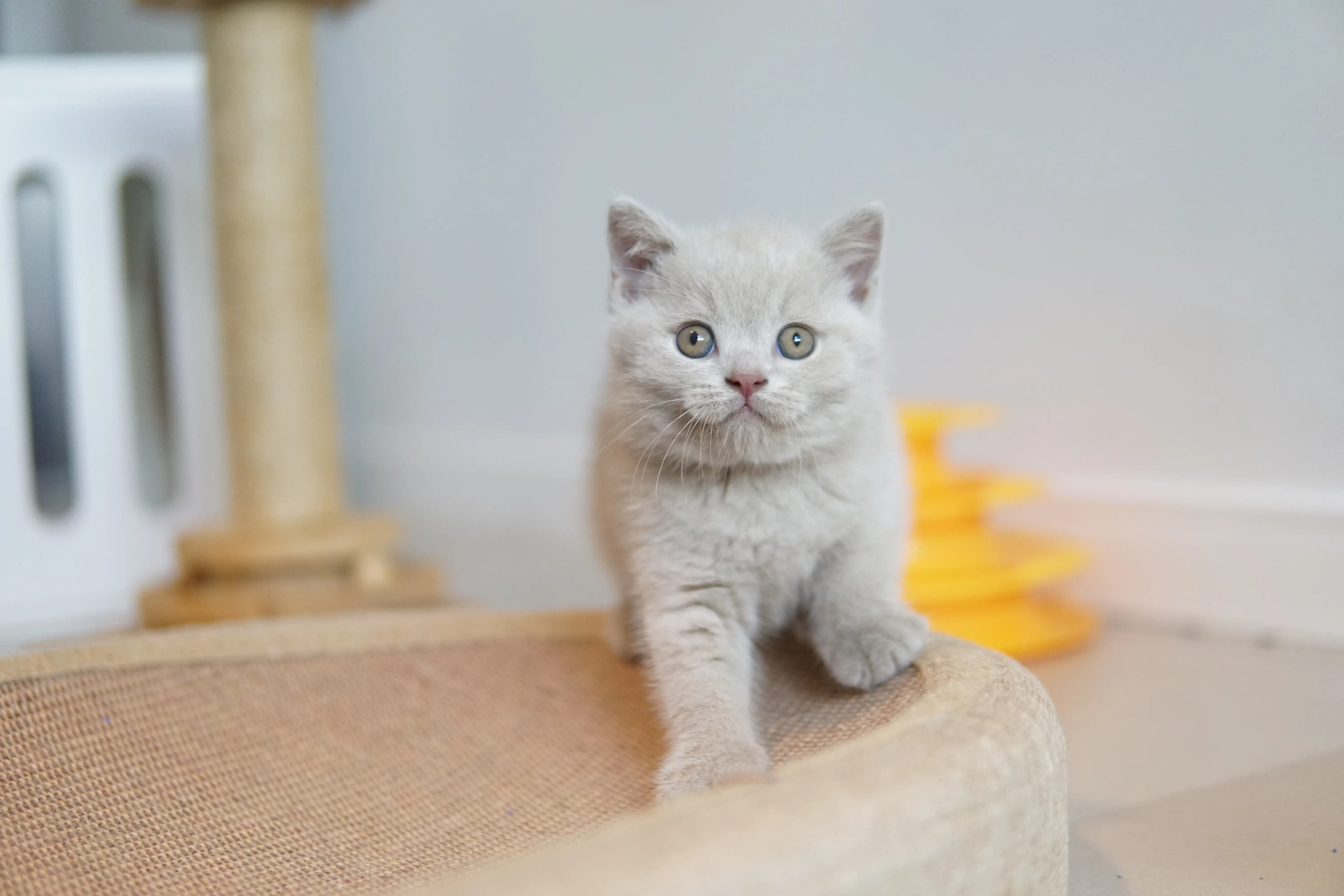 Kitten climbing the scratching post