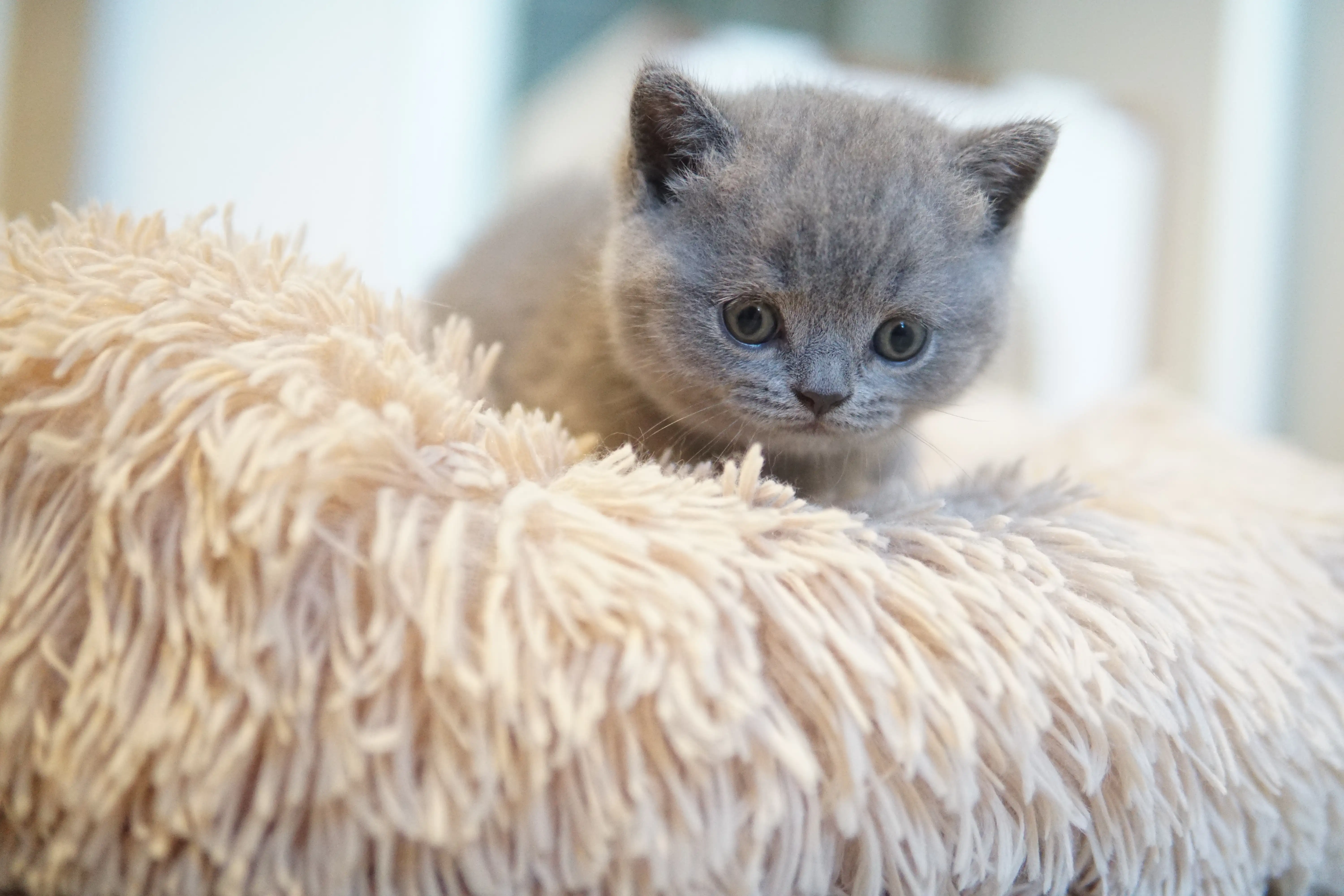 Kitten discovering new spots