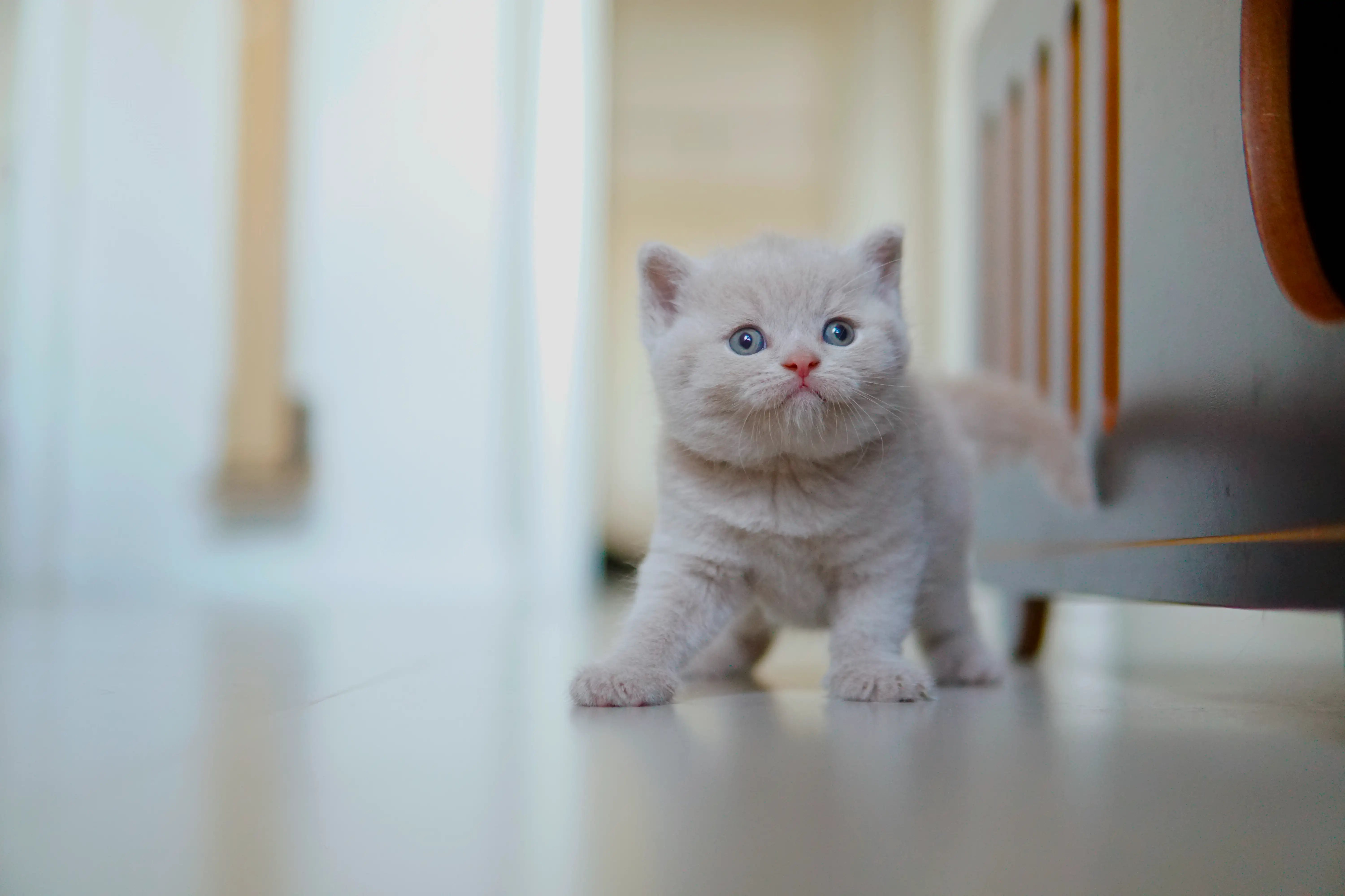 Kitten lying down, relaxed