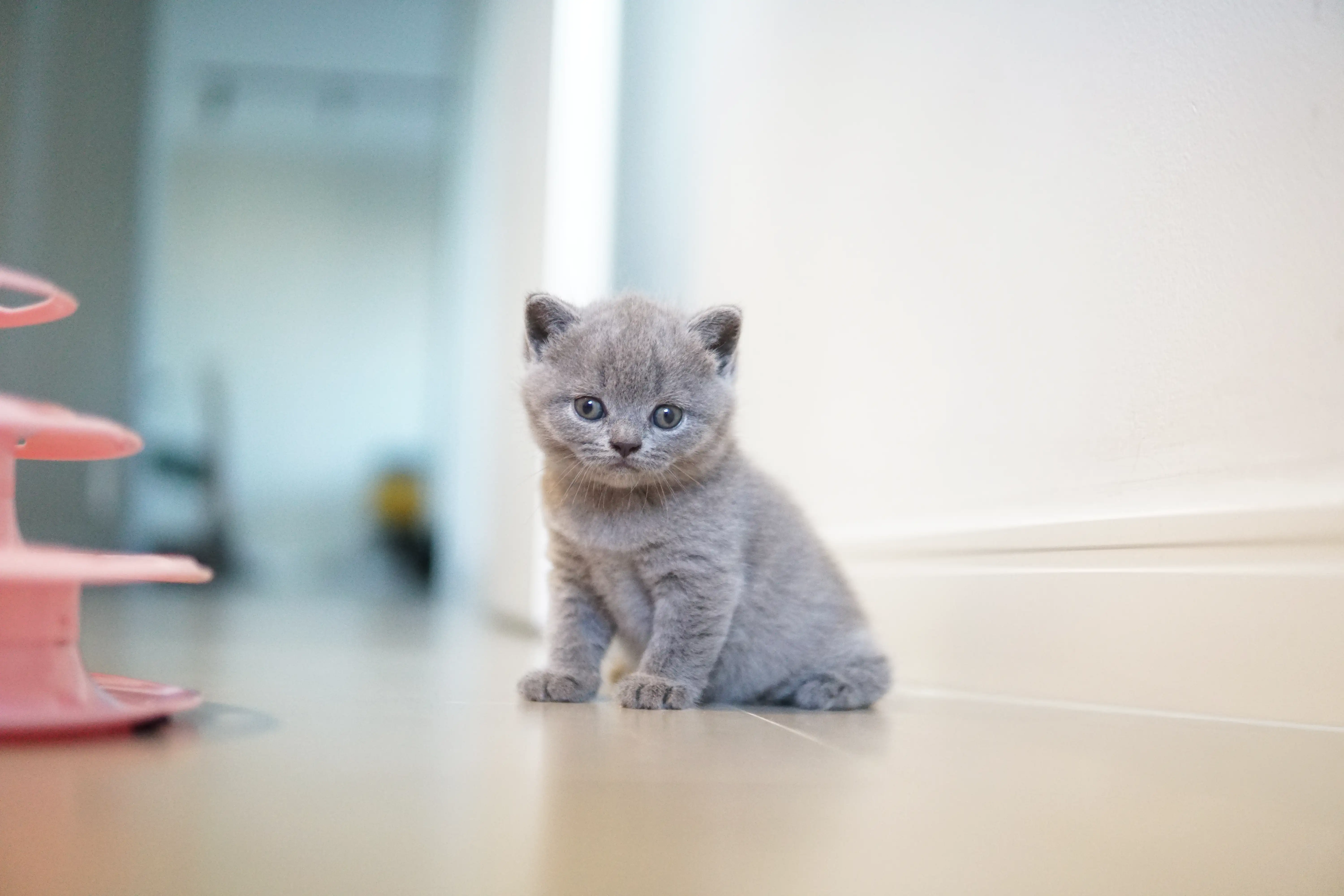 Kitten eyeing the toy