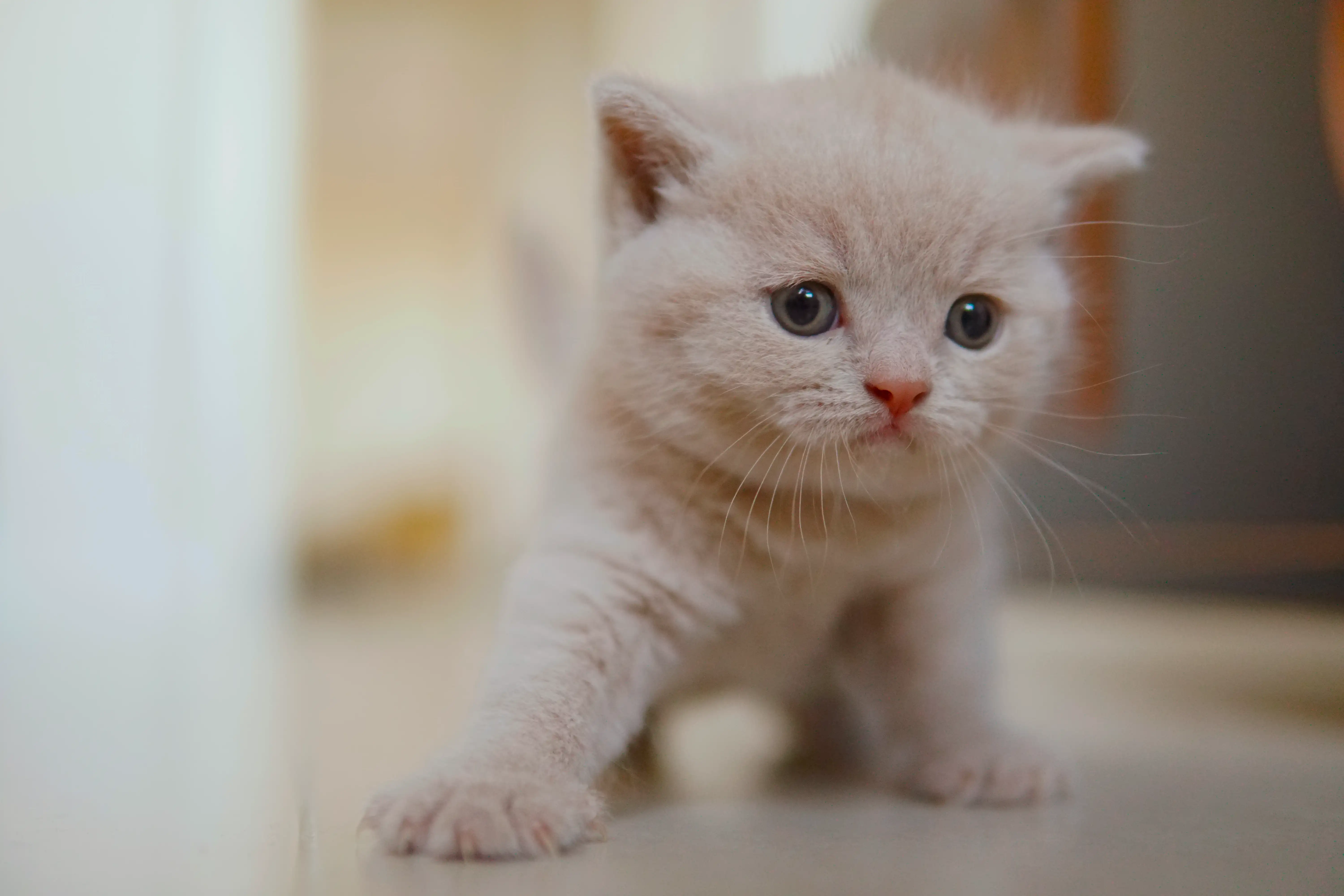 Kitten resting after play