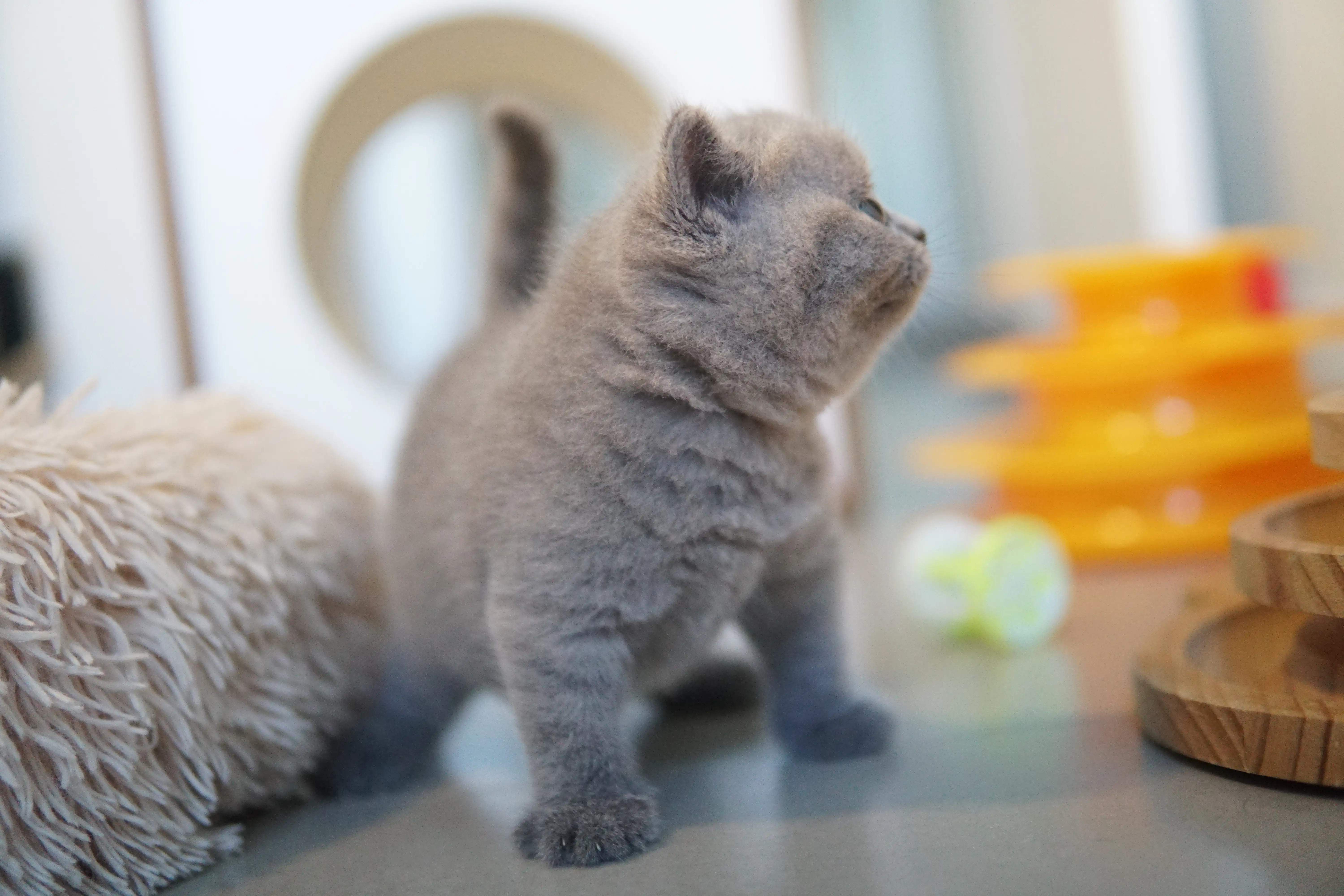 Kitten lying near the scratching post
