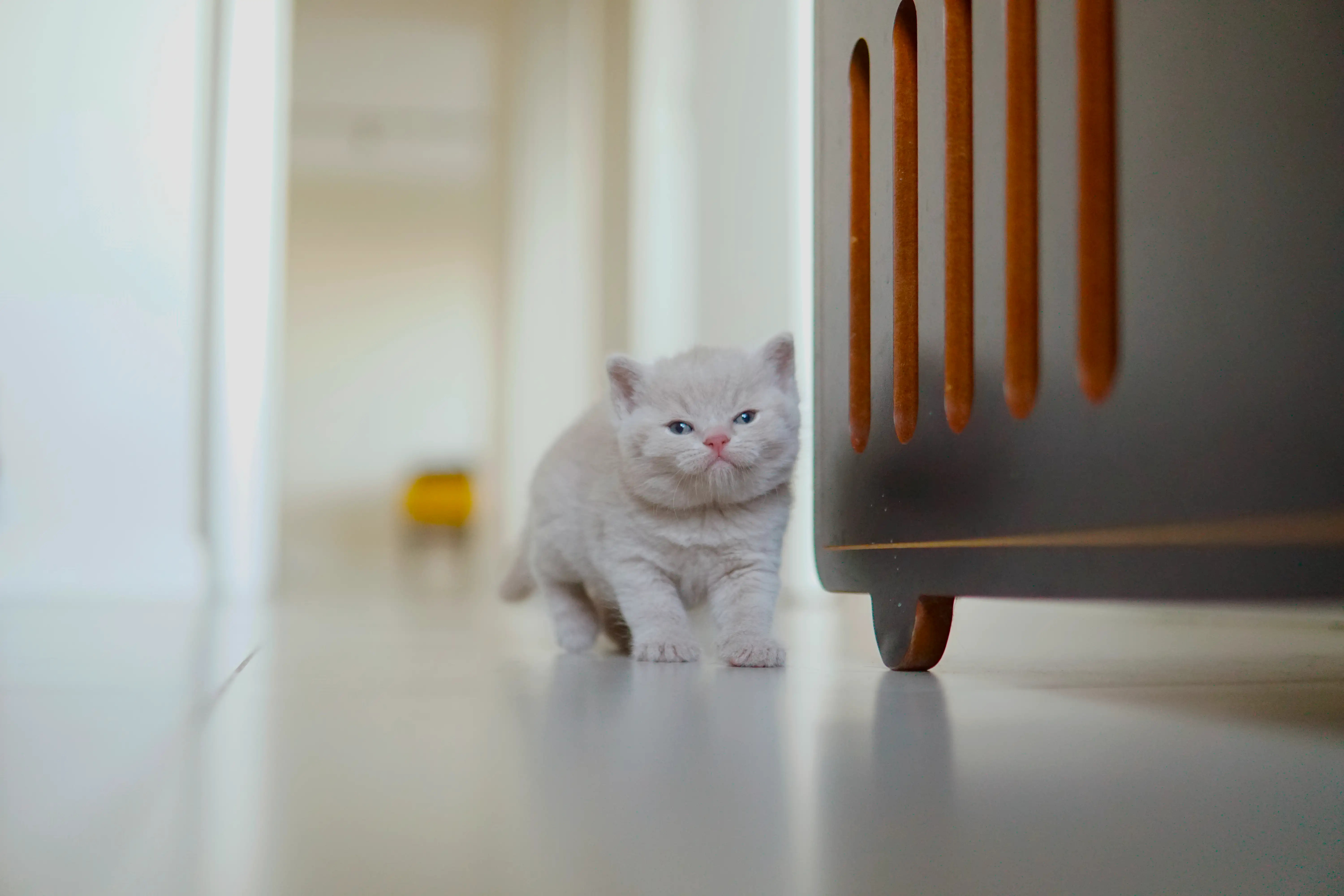 Kitten relaxing after playing