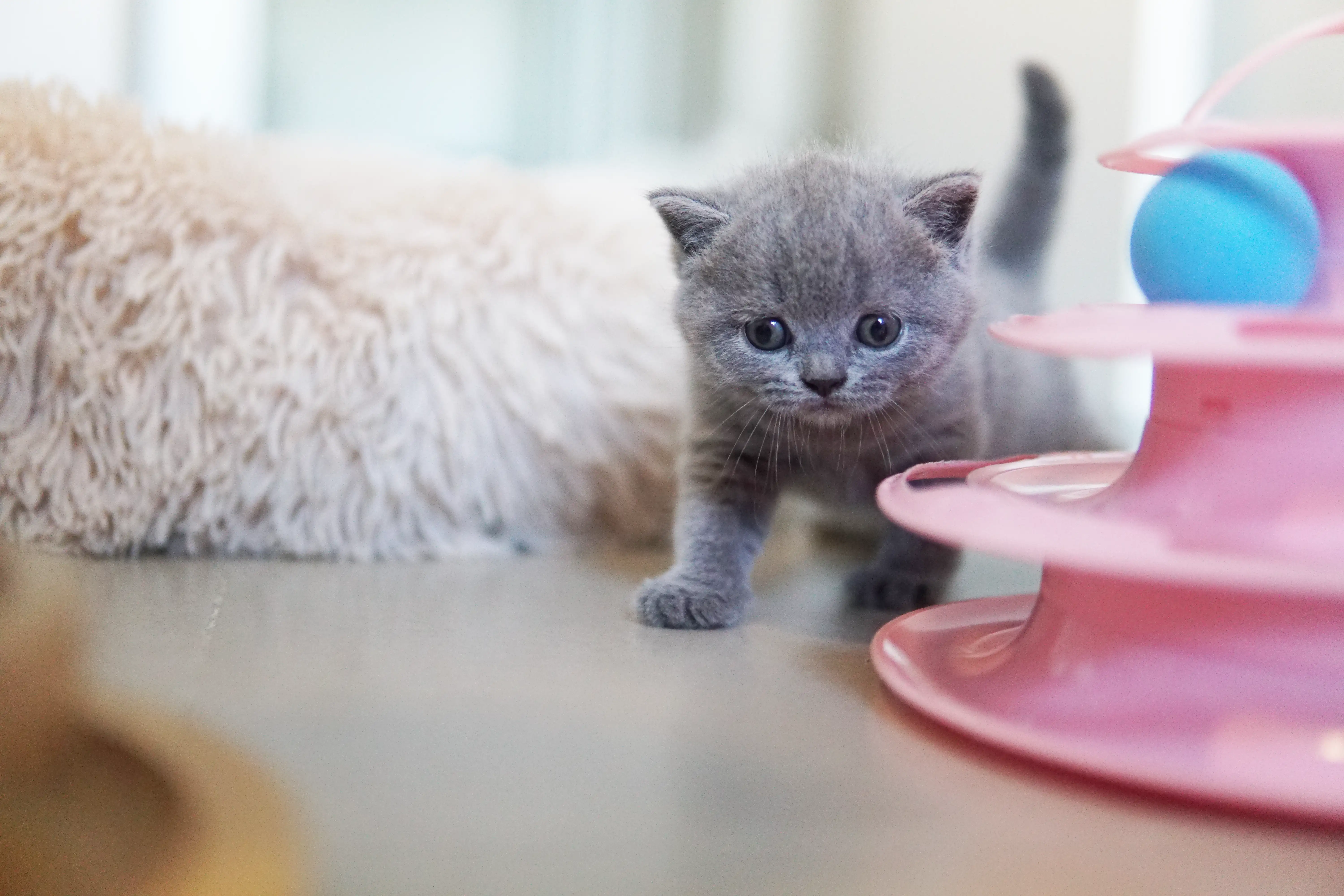 Kitten between fun and rest