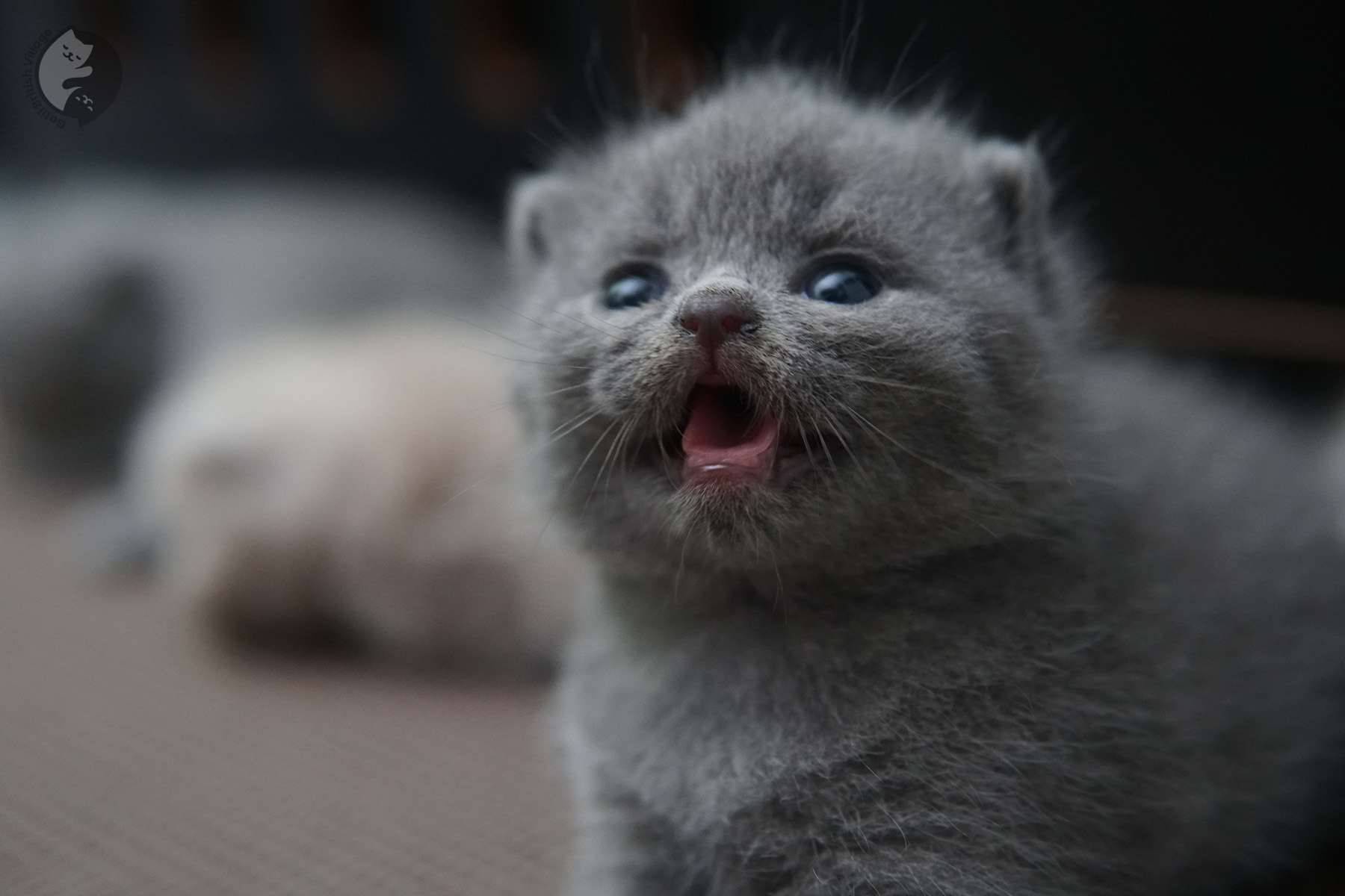 British Shorthair blue kitten exploring – photo 1