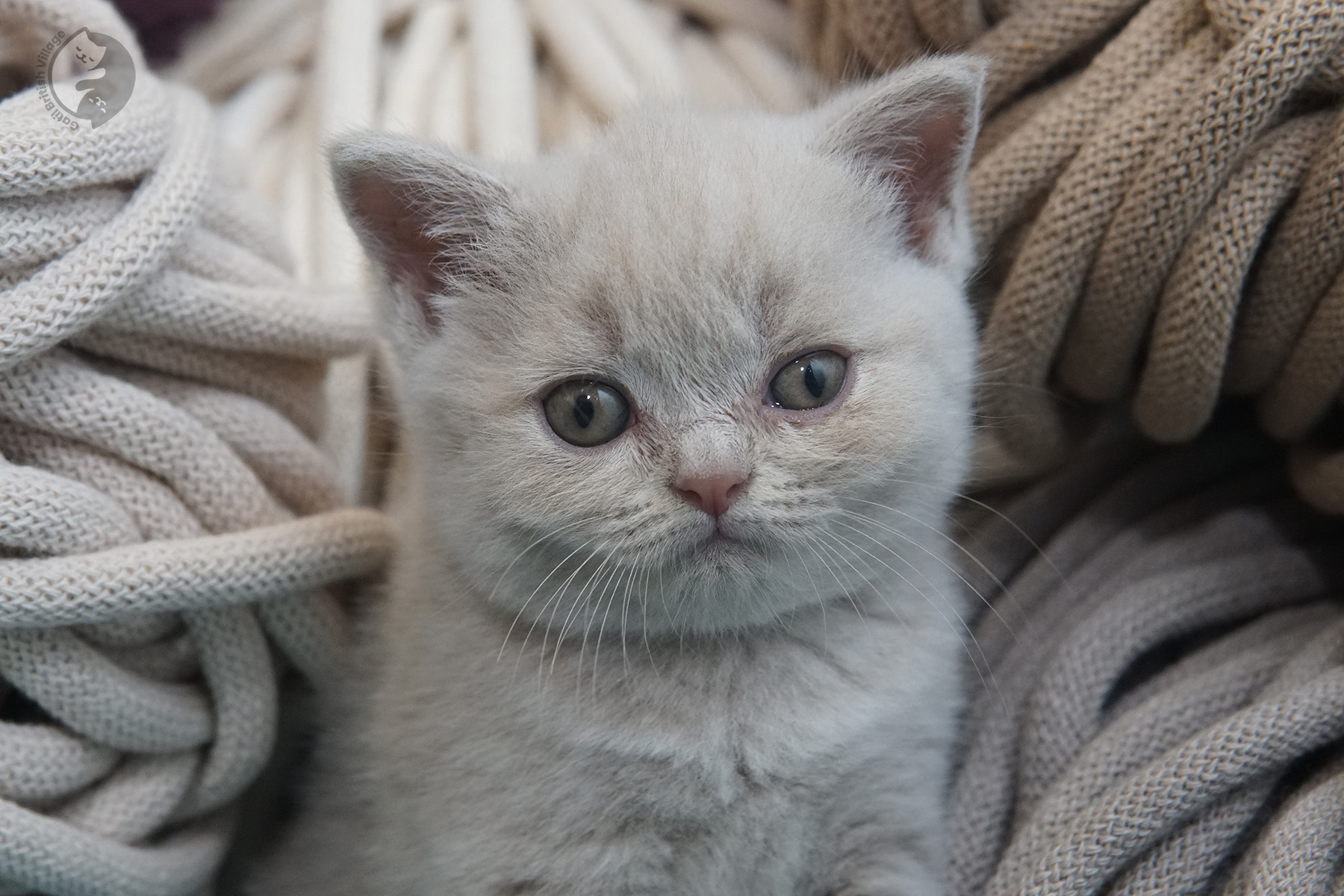 Attentive British Shorthair kitten – photo 20