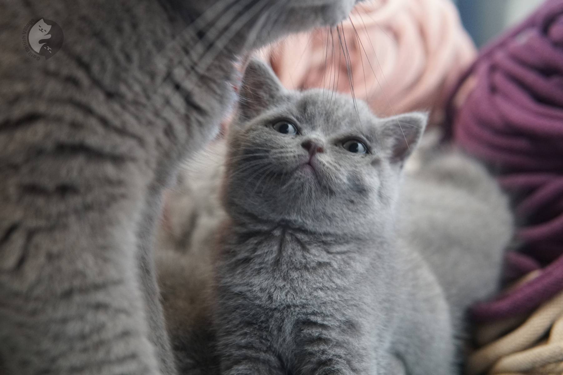 Expressive and charismatic British Shorthair kitten – photo 22