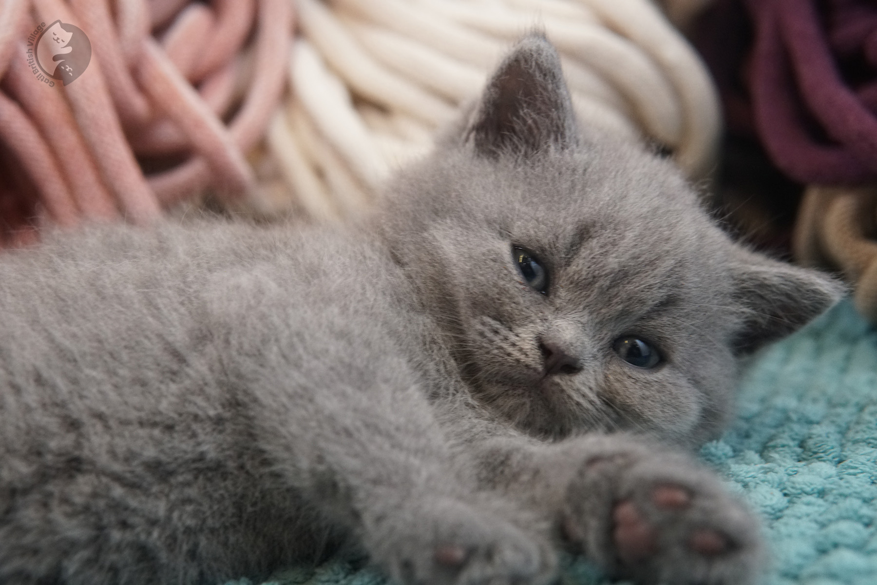 Pedigree cat relaxing – photo 23