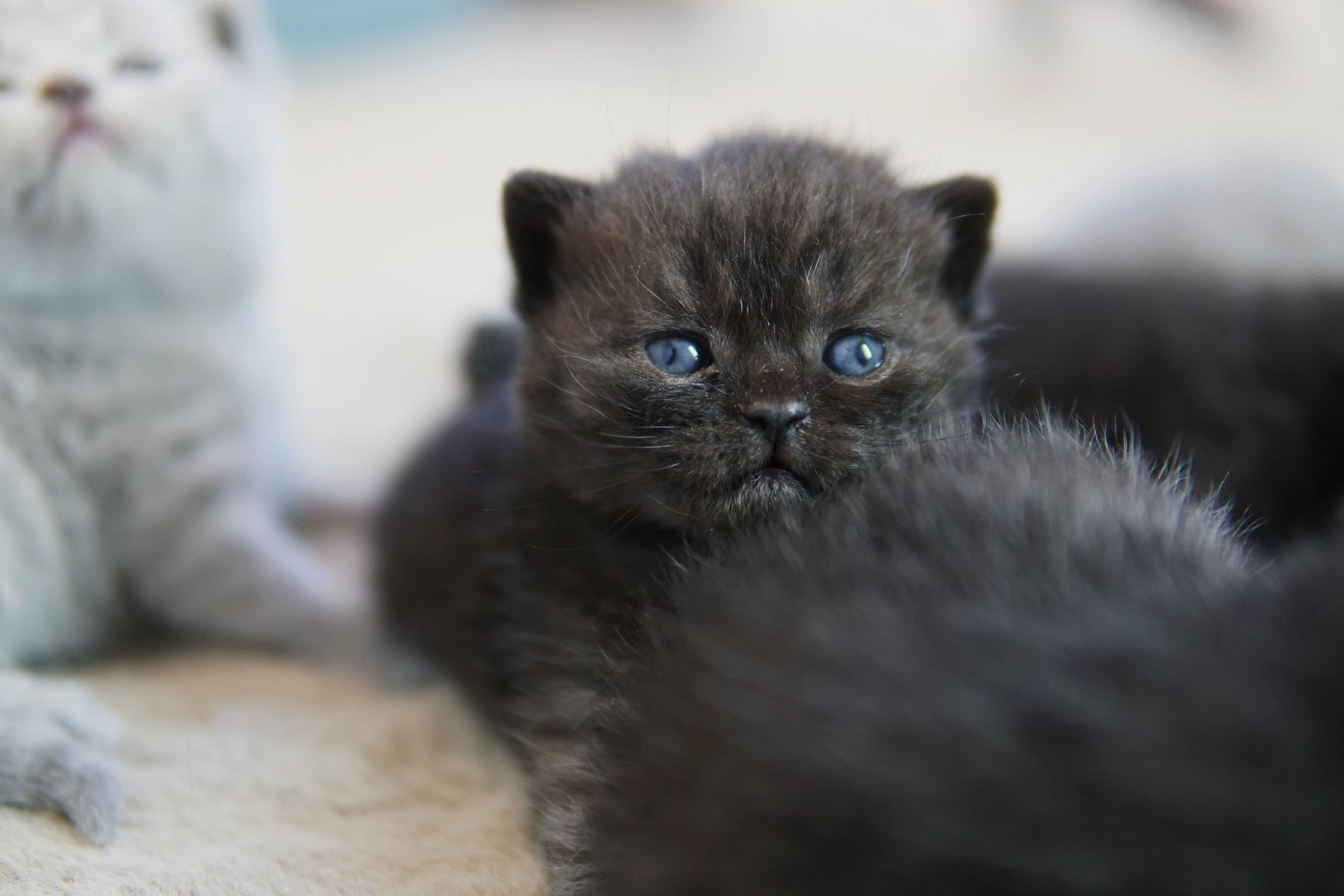 Black British Shorthair kitten lying down with blue eyes and a calm expression