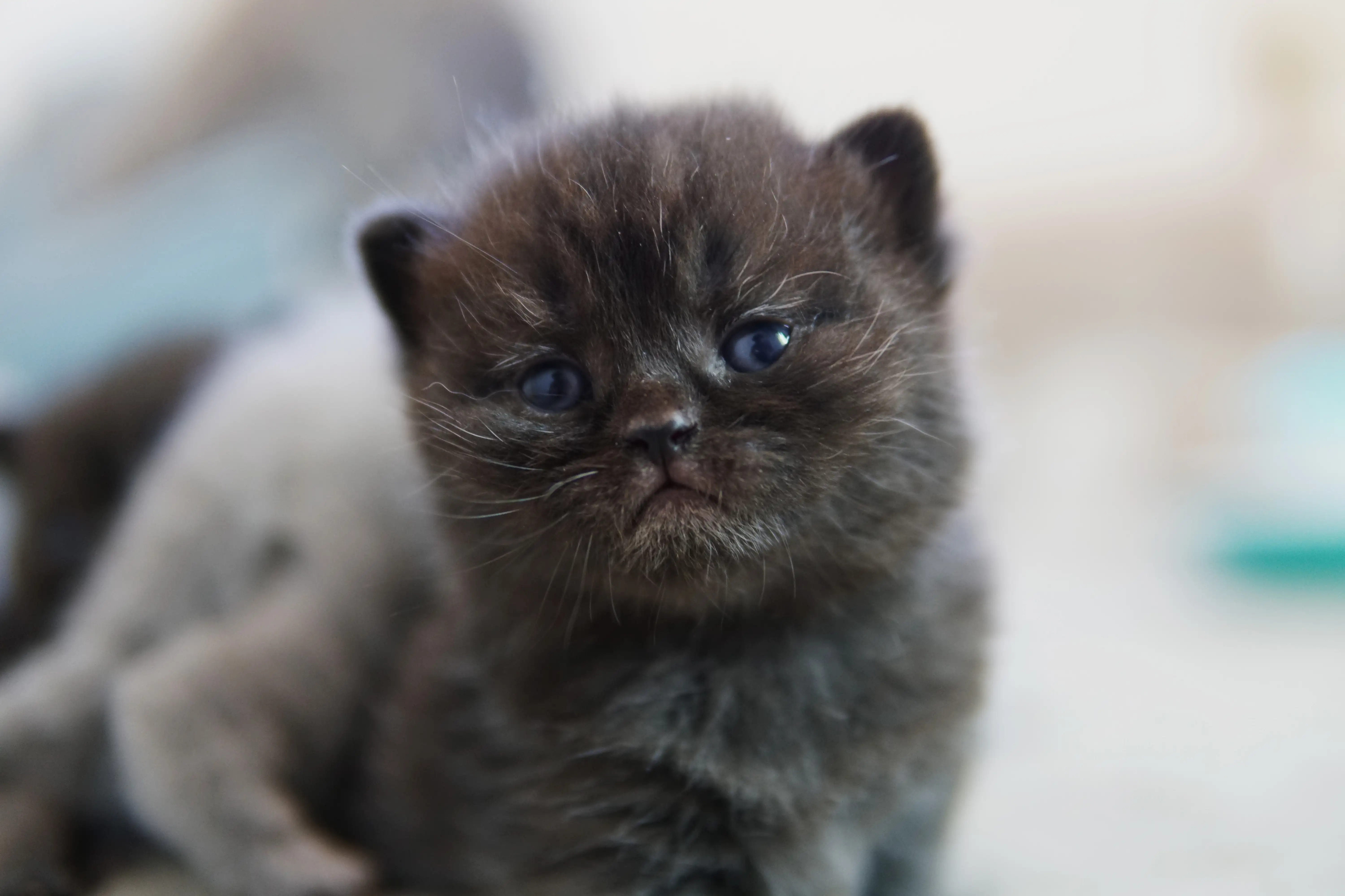 Black British Shorthair kitten staring at the camera with a steady gaze