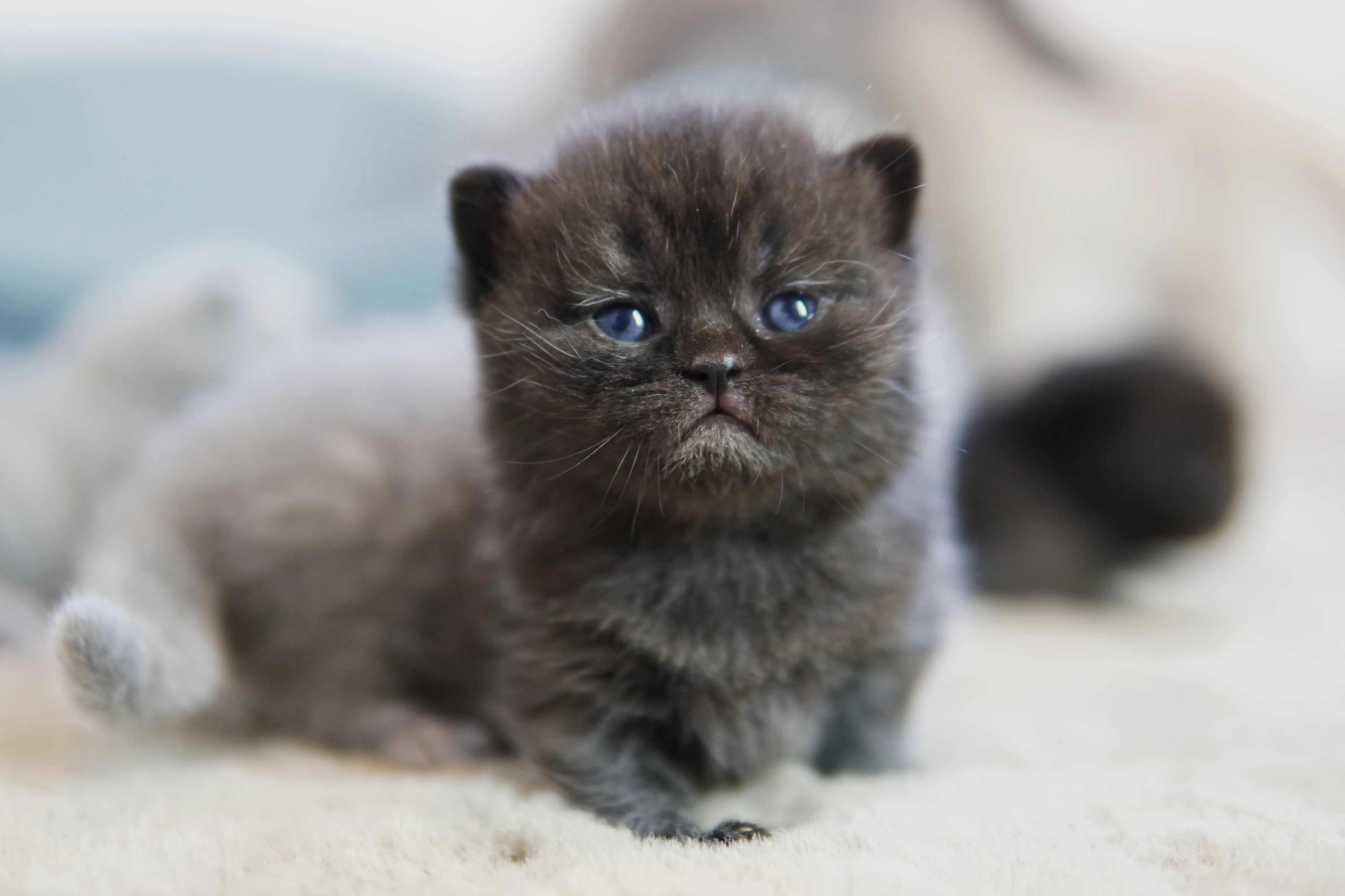 Black British Shorthair kitten sitting upright, calm and attentive