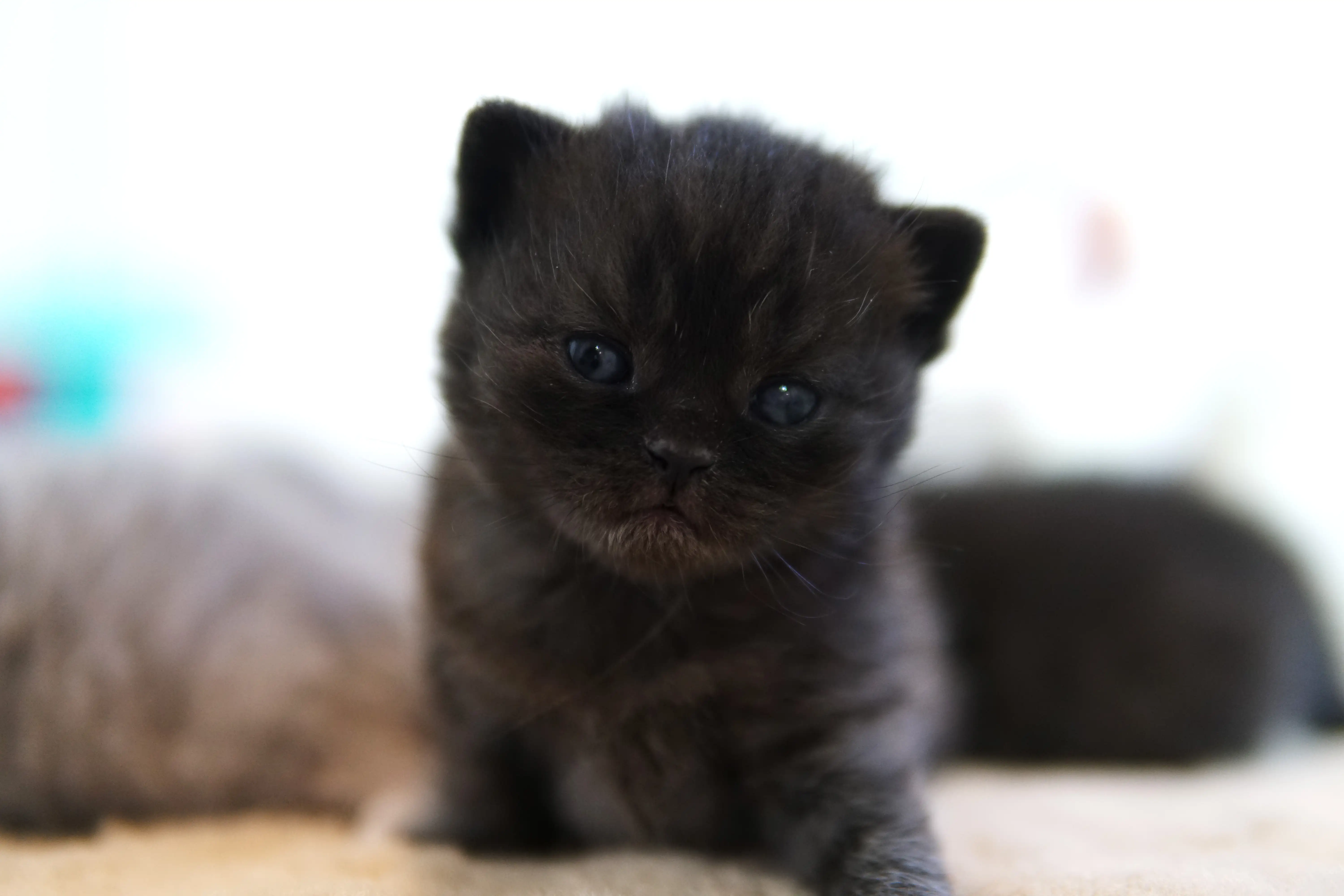 Black British Shorthair kitten in a centered pose with clear background