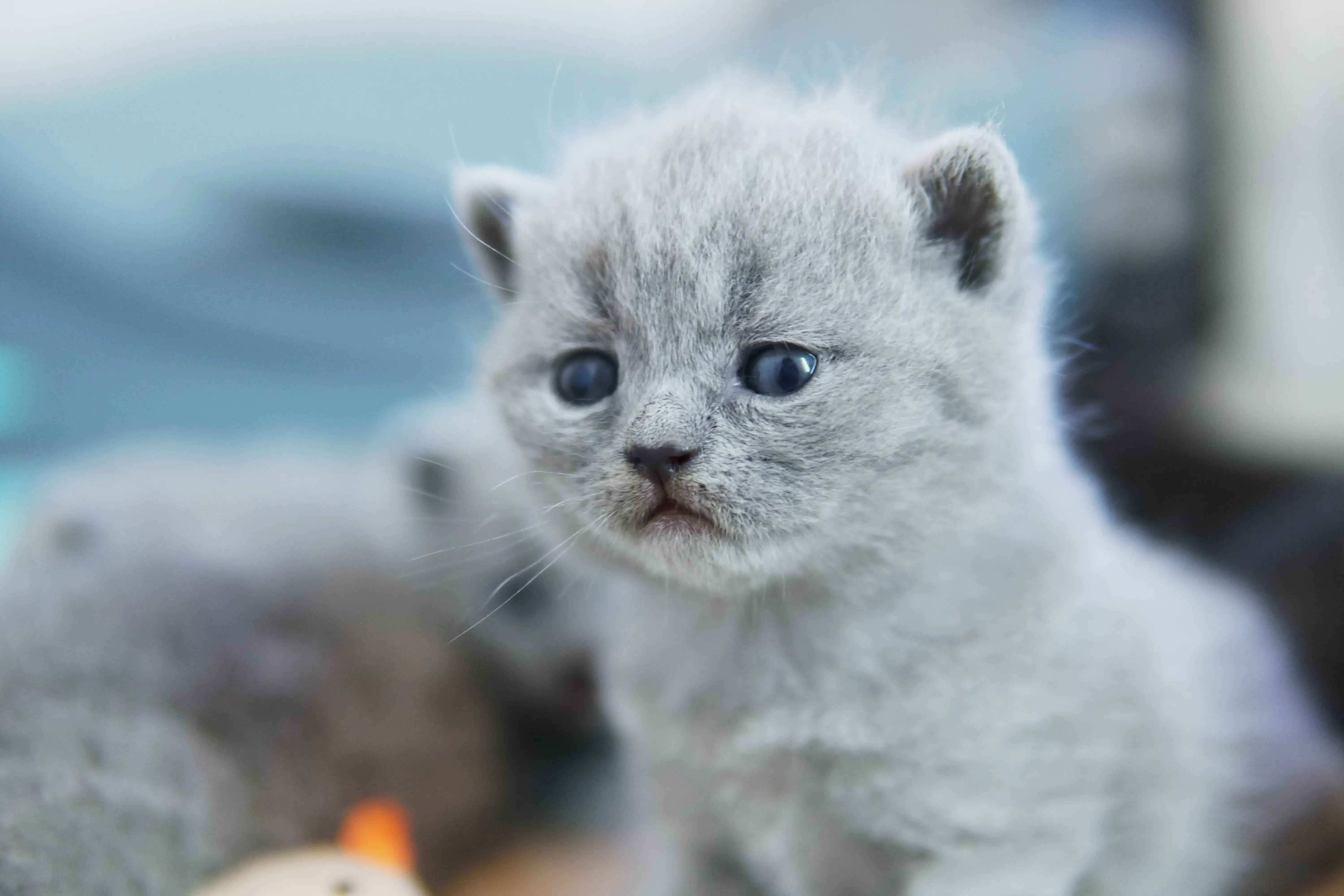Blue British Shorthair kitten with a light coat and soft expression