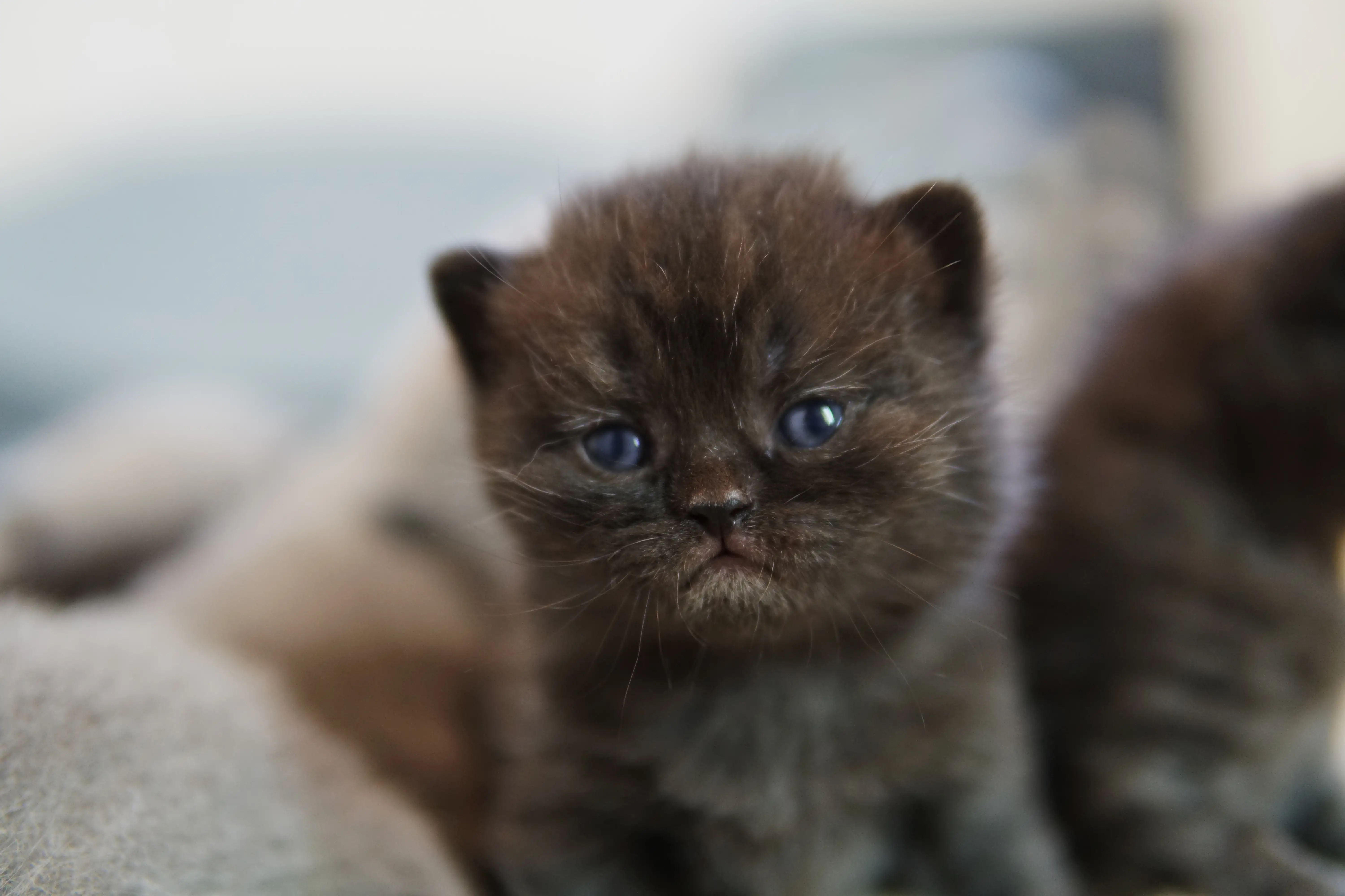 Black British Shorthair kitten lying down with a curious and relaxed look