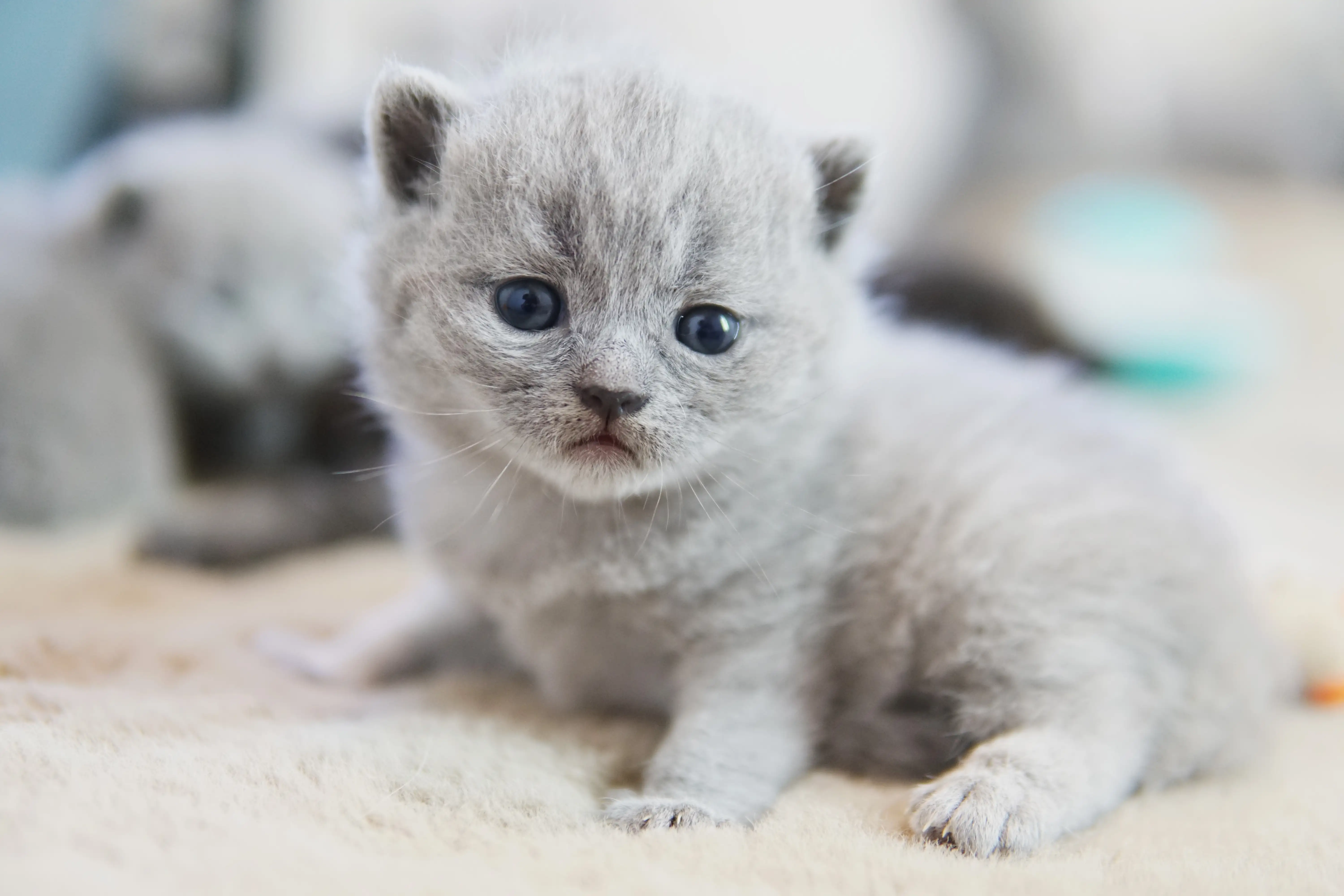 Blue British Shorthair kitten sitting with a gentle look and soft coat