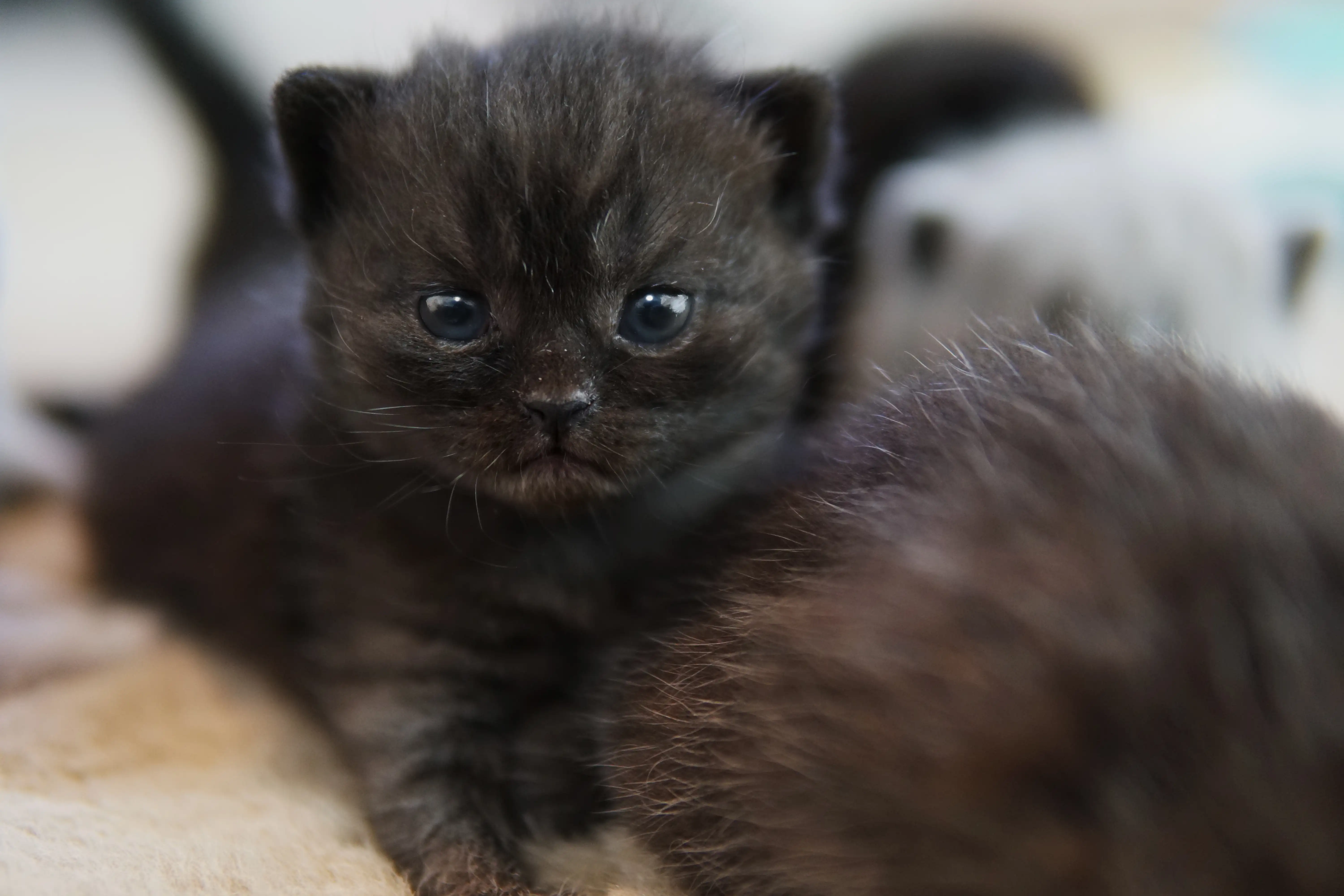 Black British Shorthair kitten facing front, looking intensely