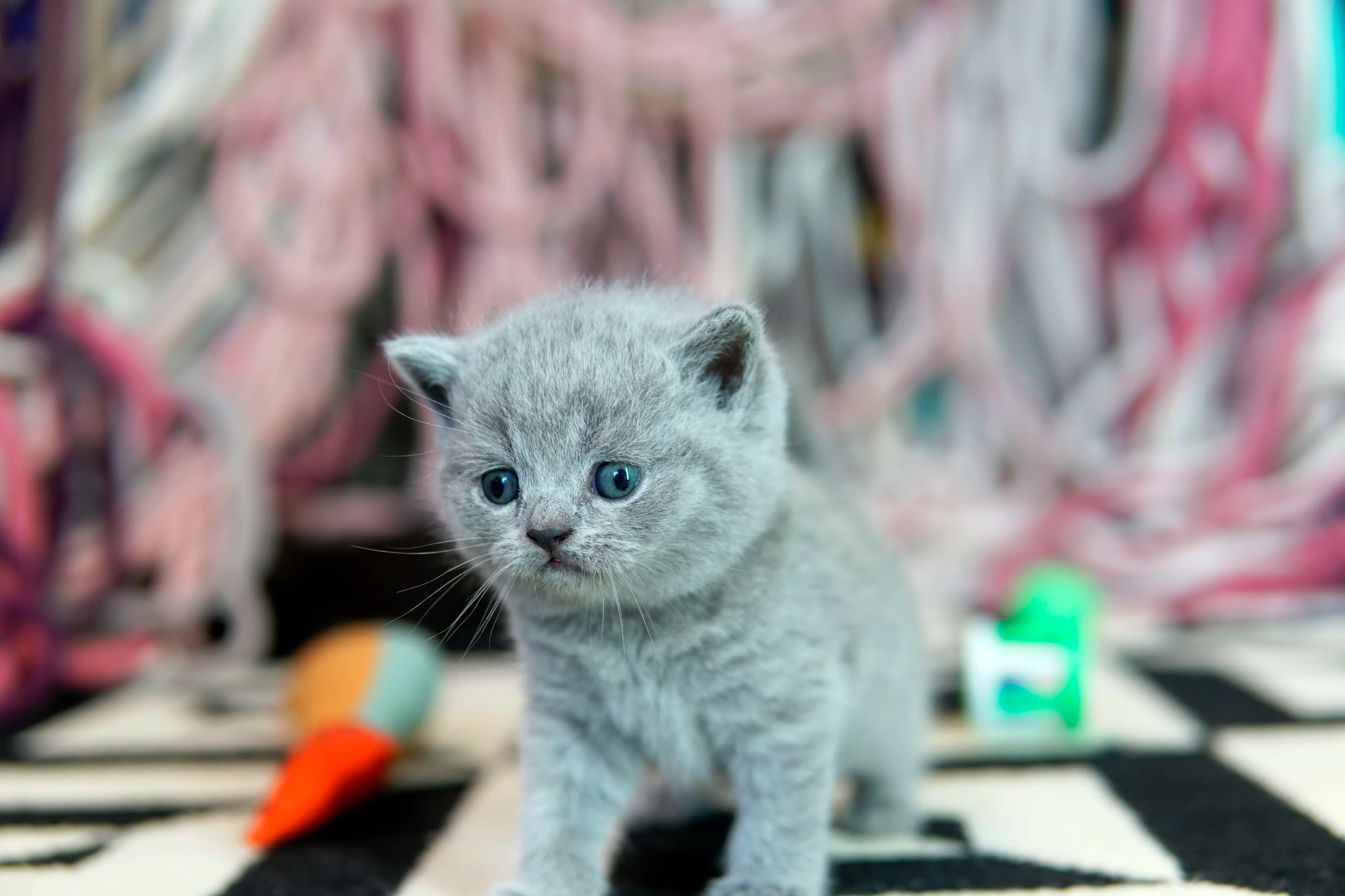 Blue British Shorthair kitten standing on a rug with colorful toys