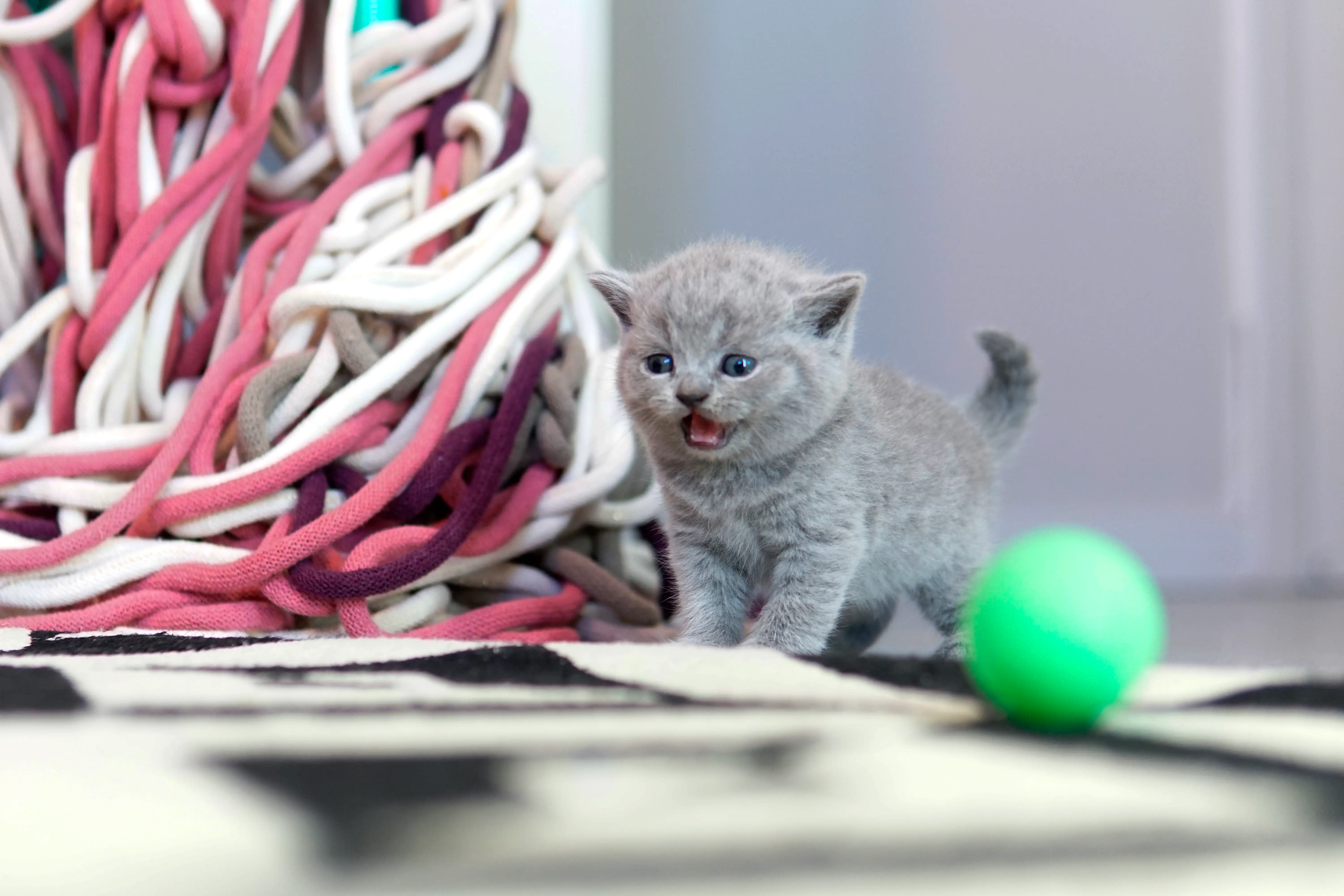 Blue British Shorthair kitten standing near a green toy on a soft rug