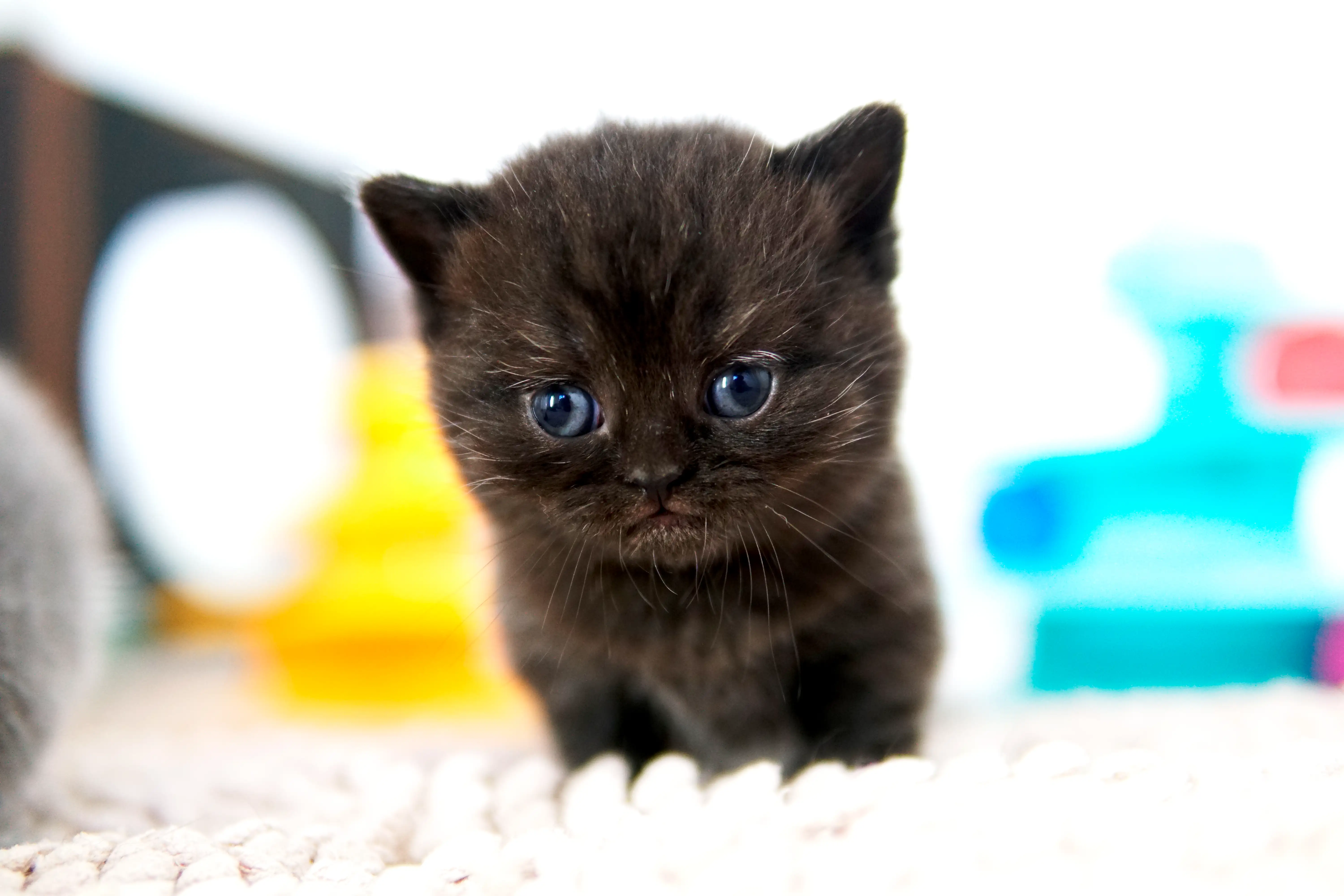 Black British Shorthair kitten sitting with an alert expression, body facing forward