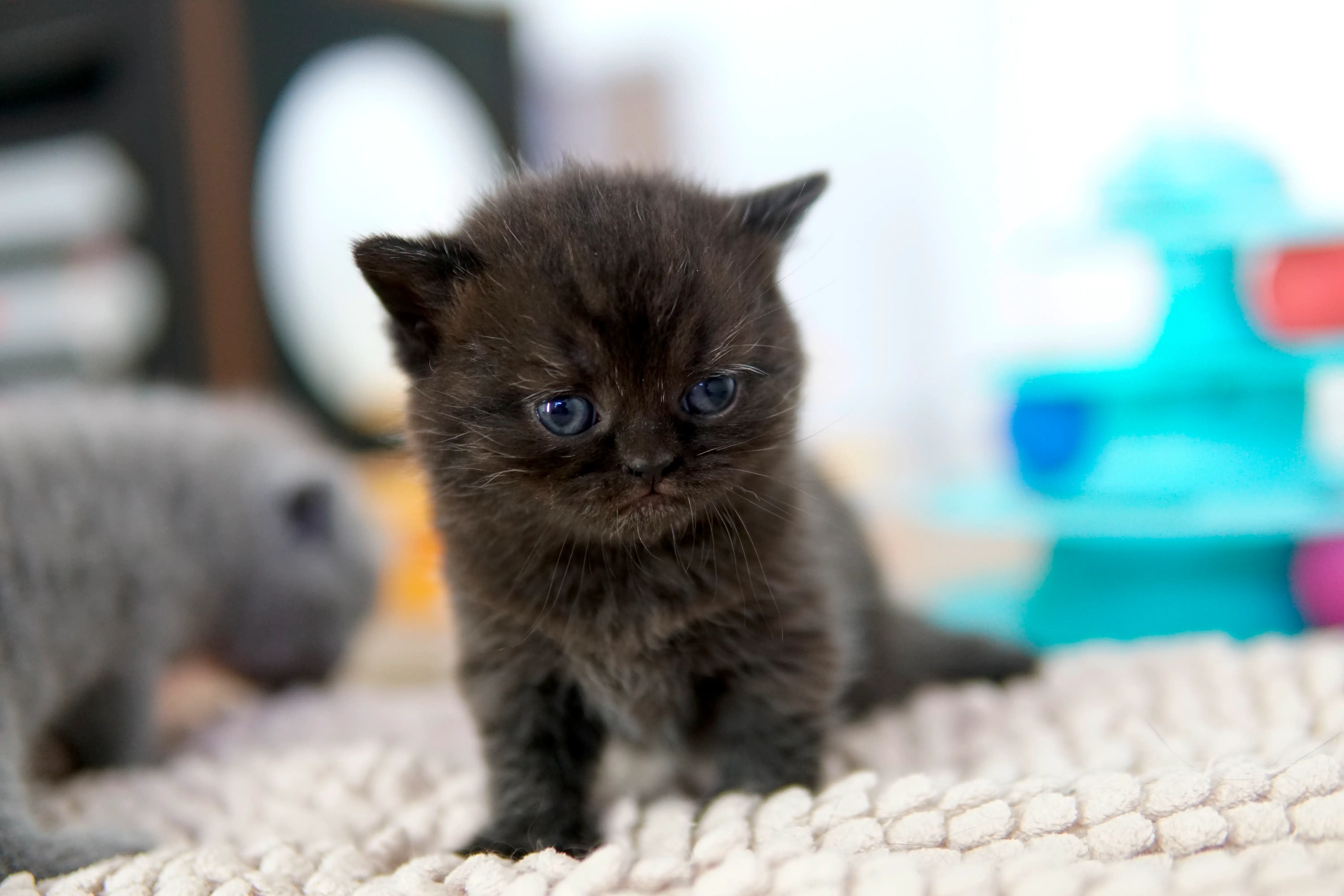 Black British Shorthair kitten sitting on a light rug with upright posture