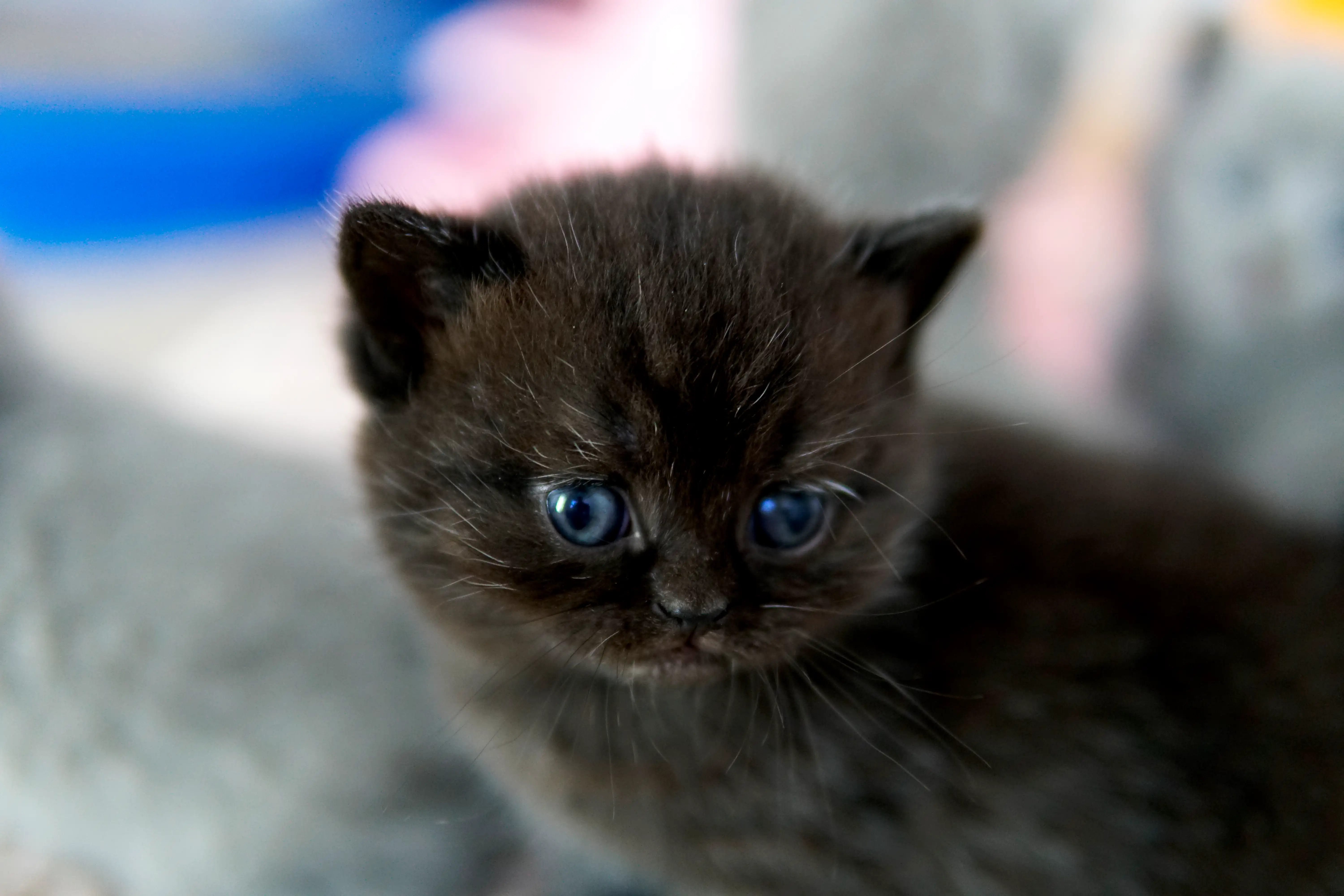 Black British Shorthair kitten looking sideways with attention