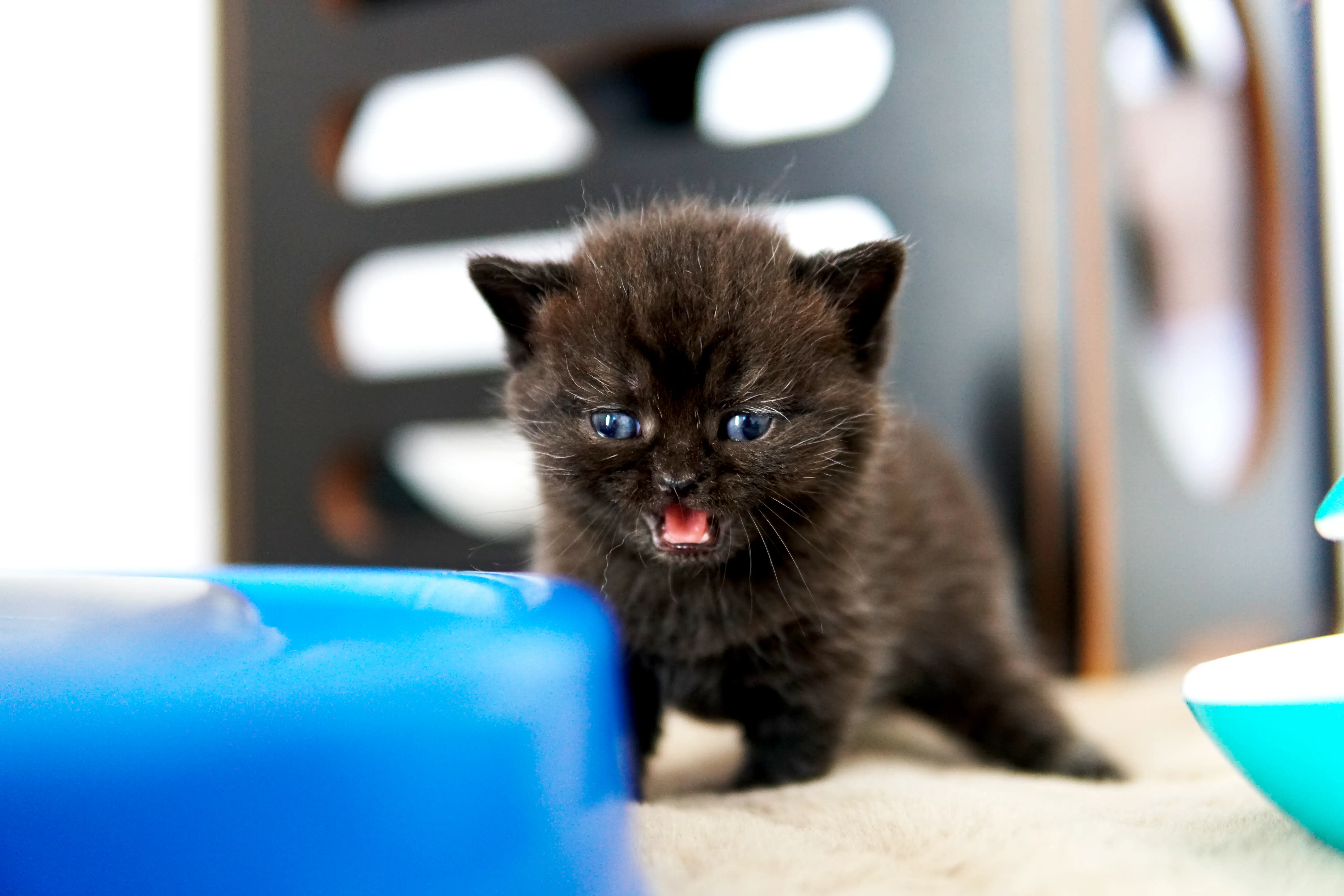 Black British Shorthair kitten meowing near a blue toy