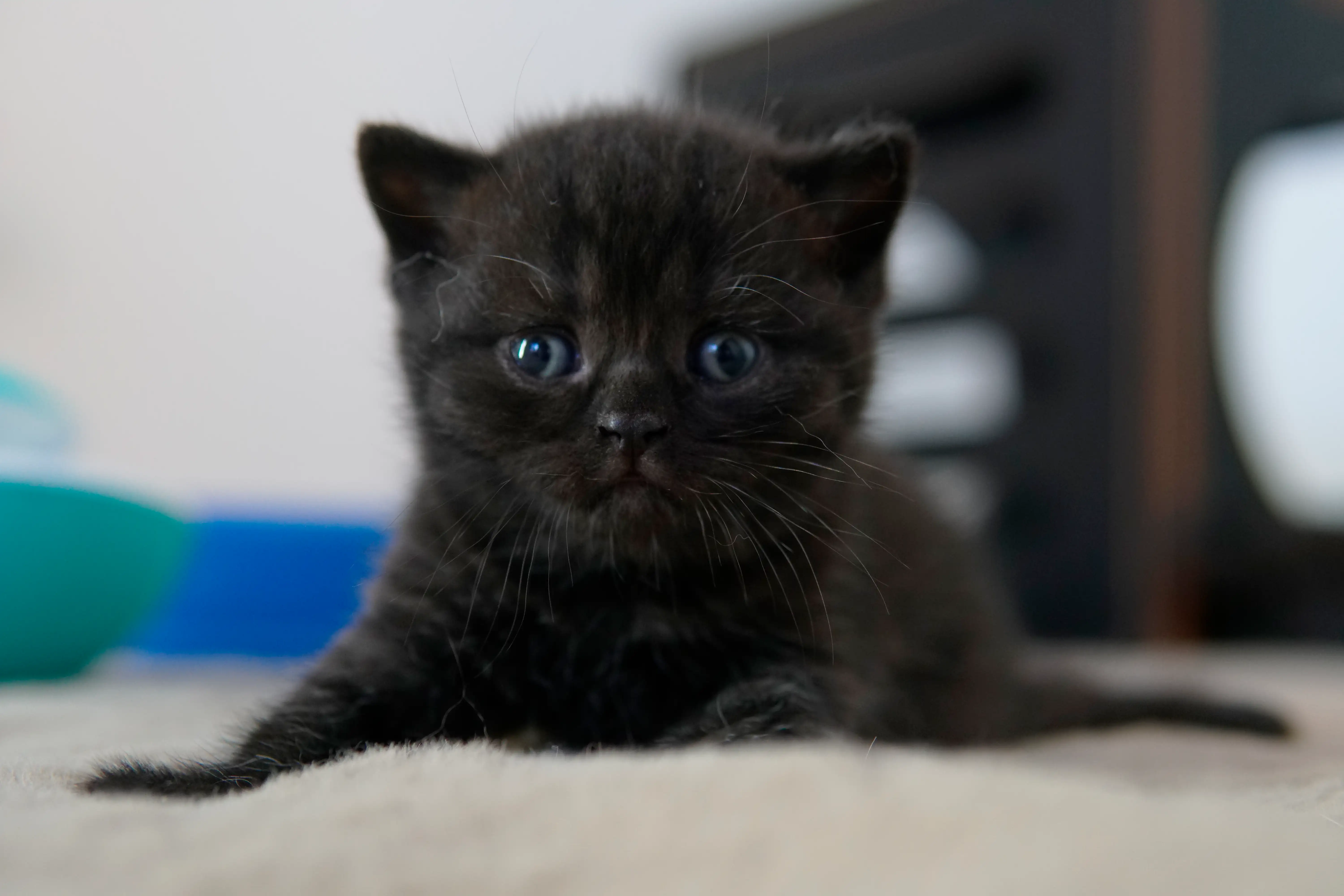 Black British Shorthair kitten lying down with raised head and steady eyes