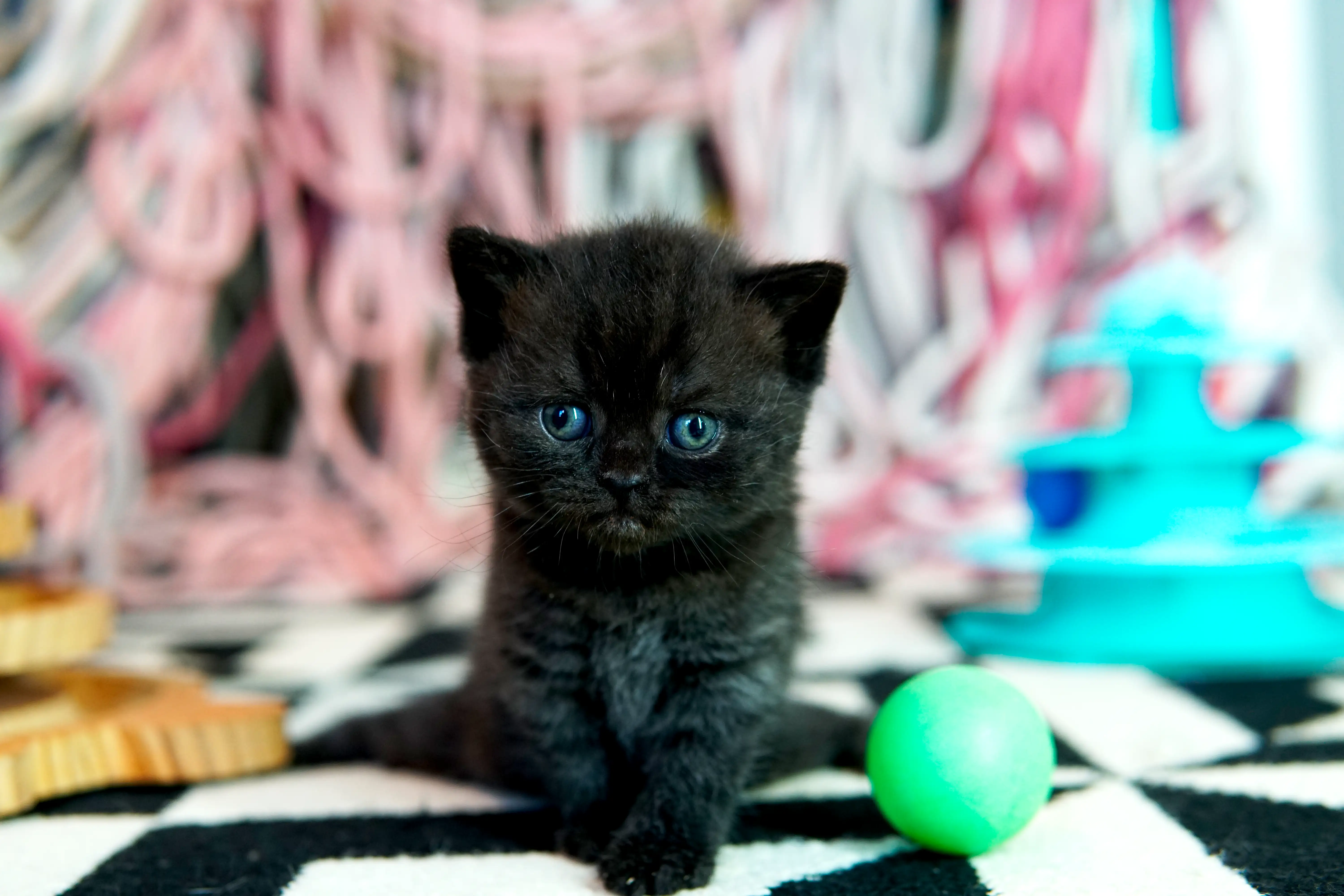 Black British Shorthair kitten sitting on black and white rug near a green ball