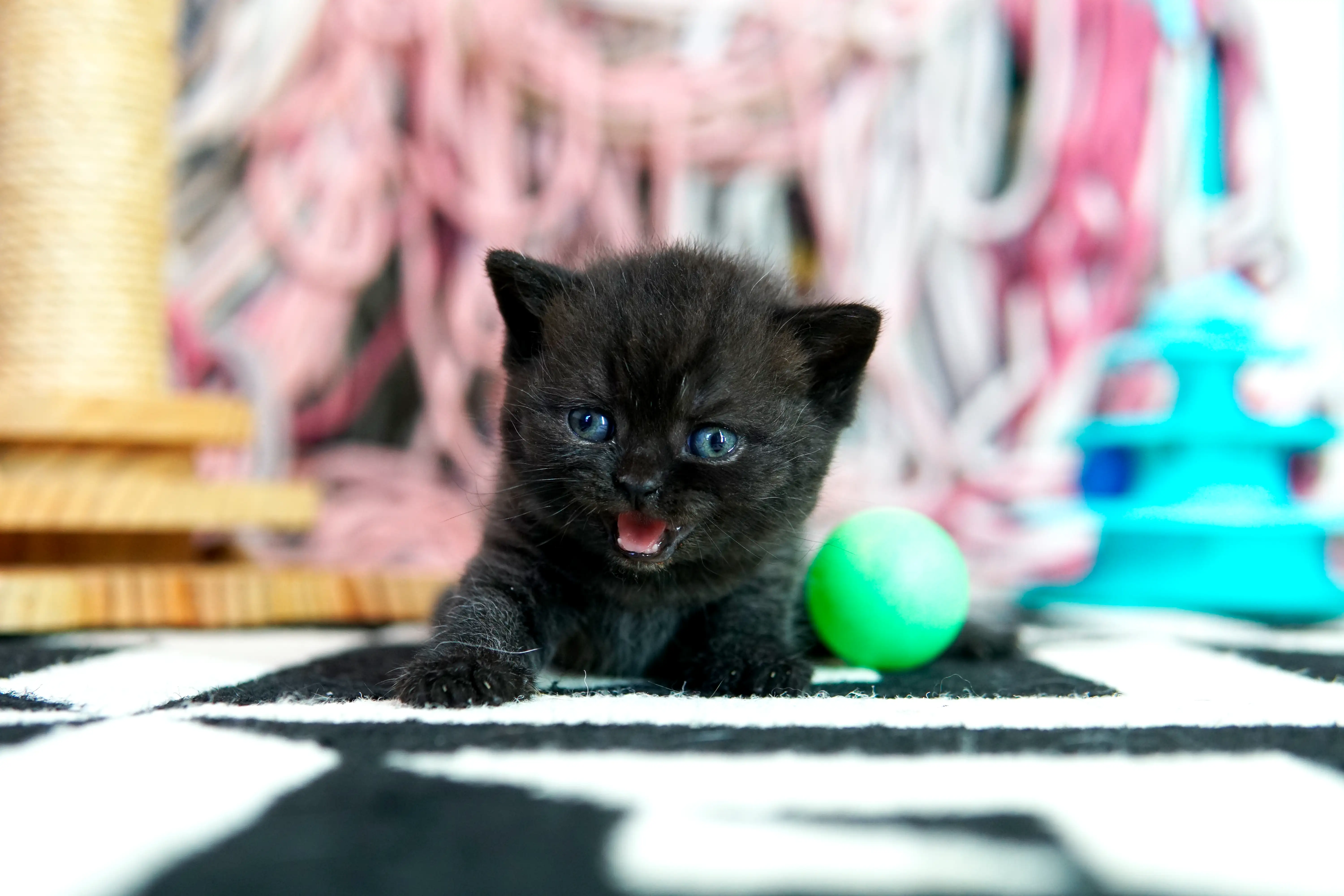 Black British Shorthair kitten lying down with mouth open next to a green toy
