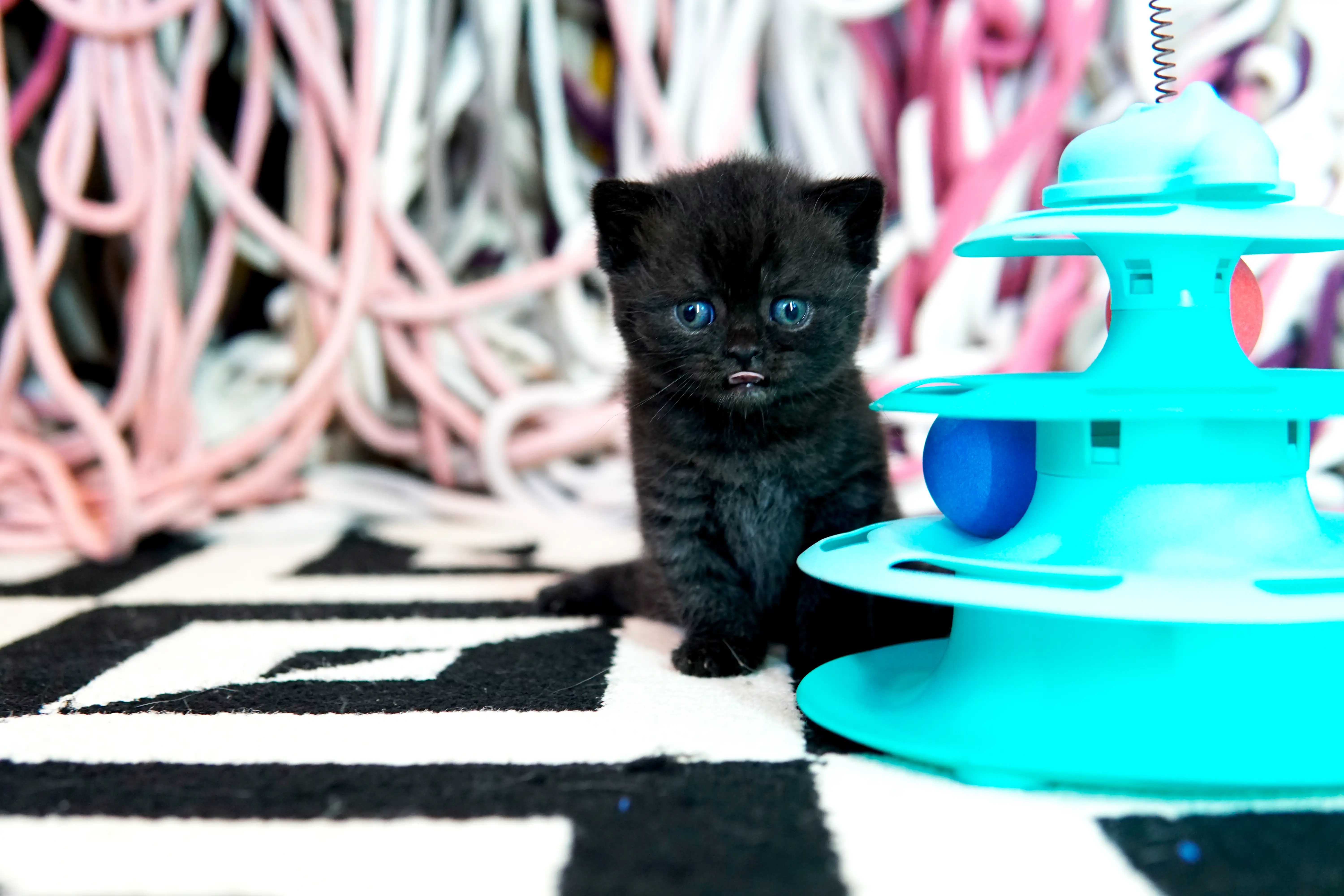 Black British Shorthair kitten sitting beside a tower-style blue toy