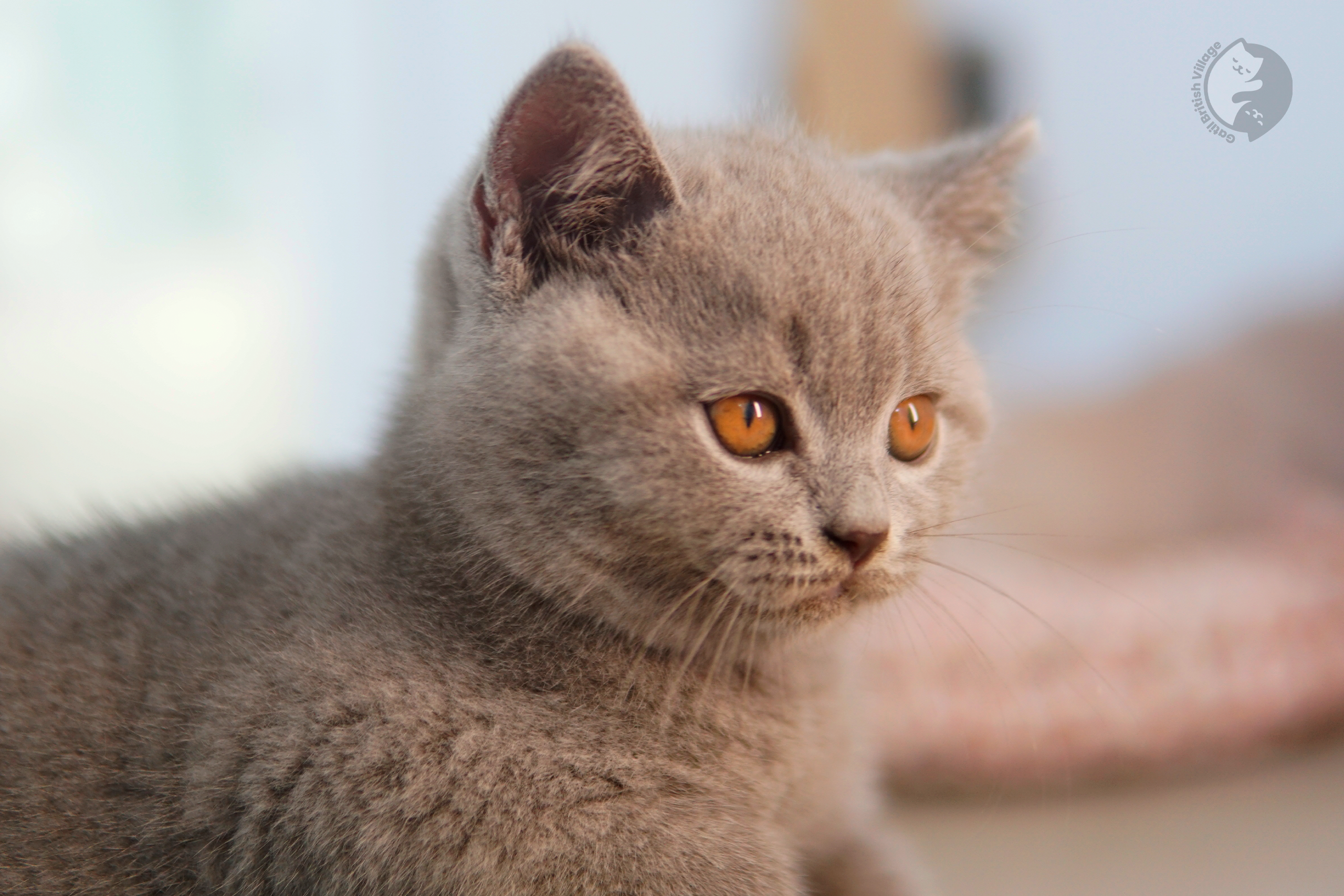 Lilac British Shorthair kitten wrapped in a light pink blanket, next to another kitten