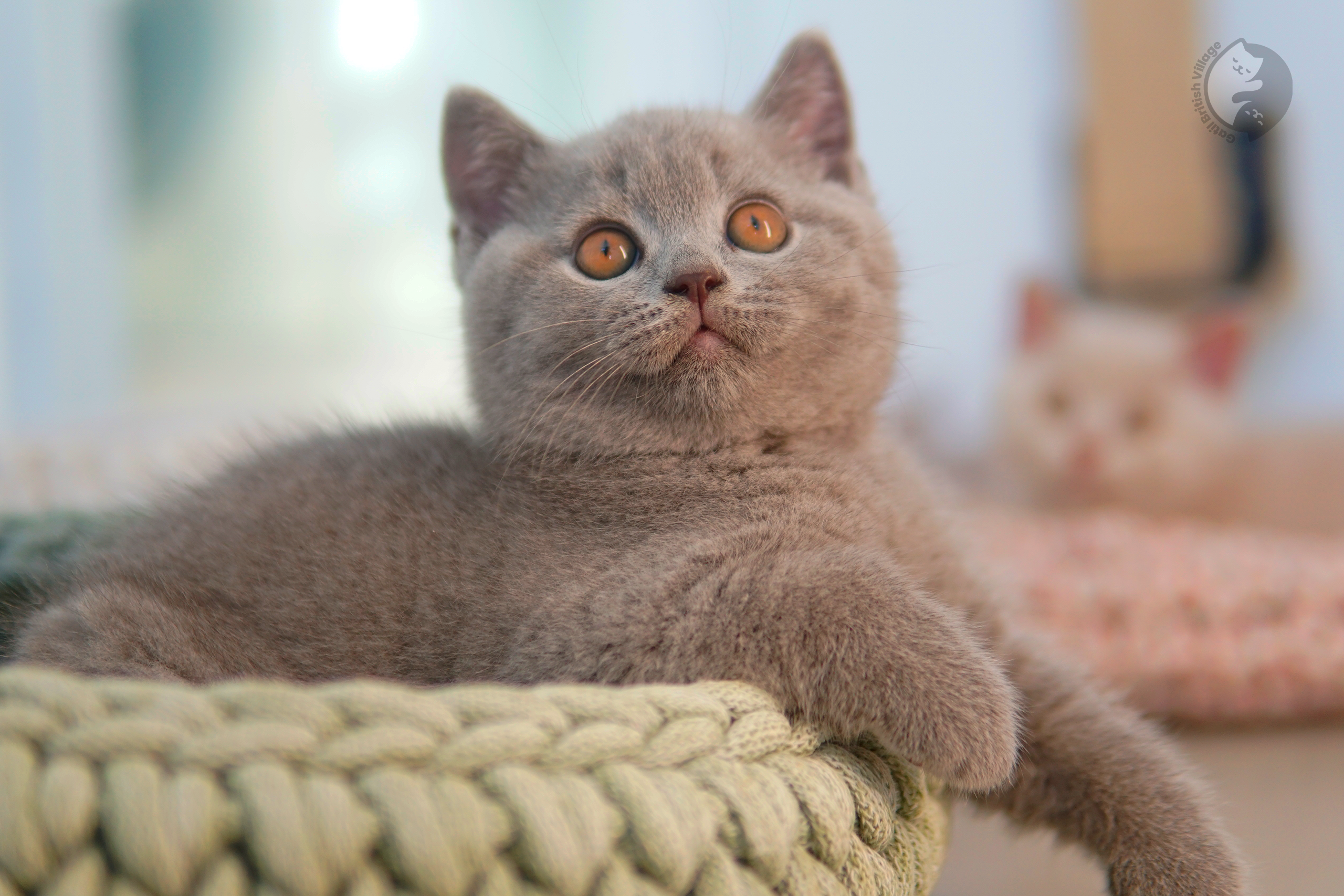 Lilac British Shorthair kitten looking directly at the lens, next to another kitten
