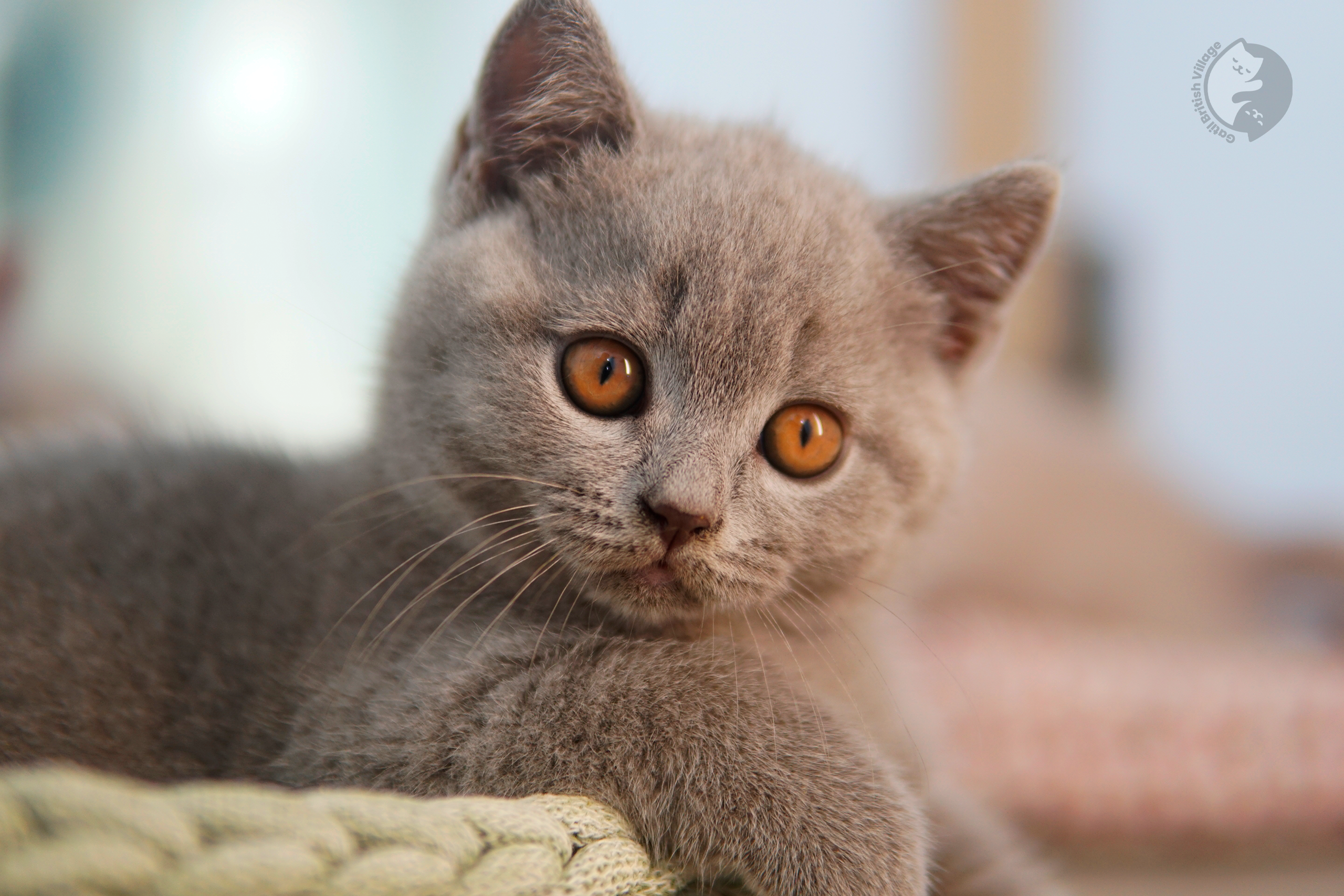 Blue British Shorthair kitten with ears alert and prominent whiskers