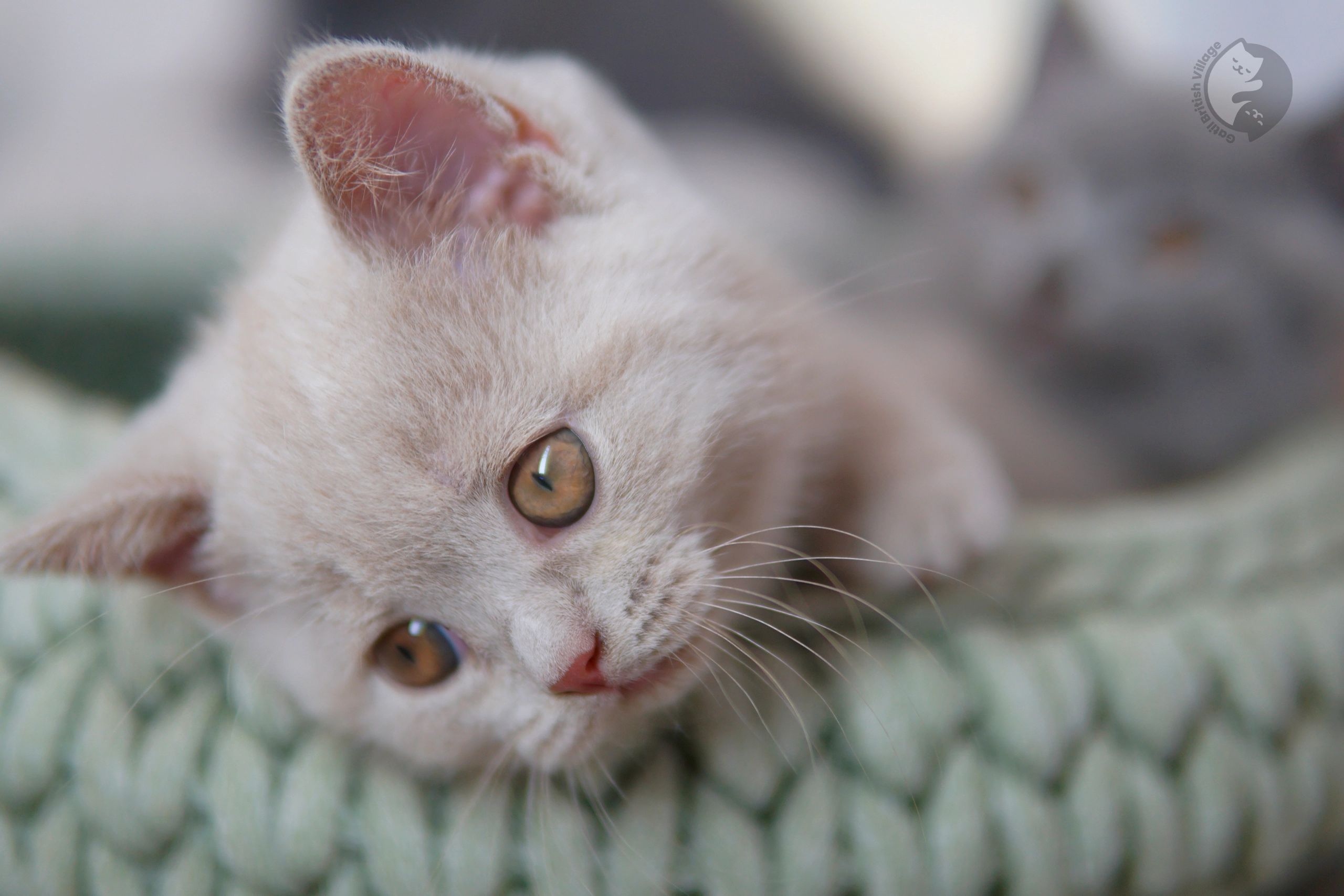 Lilac British Shorthair kitten playing with a plush toy, in a studio with a neutral background