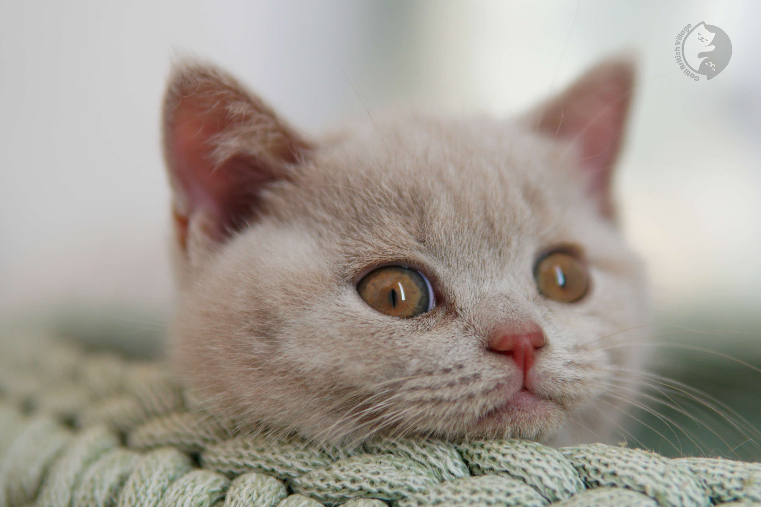 Blue British Shorthair kitten sniffing the surroundings curiously, under soft natural light