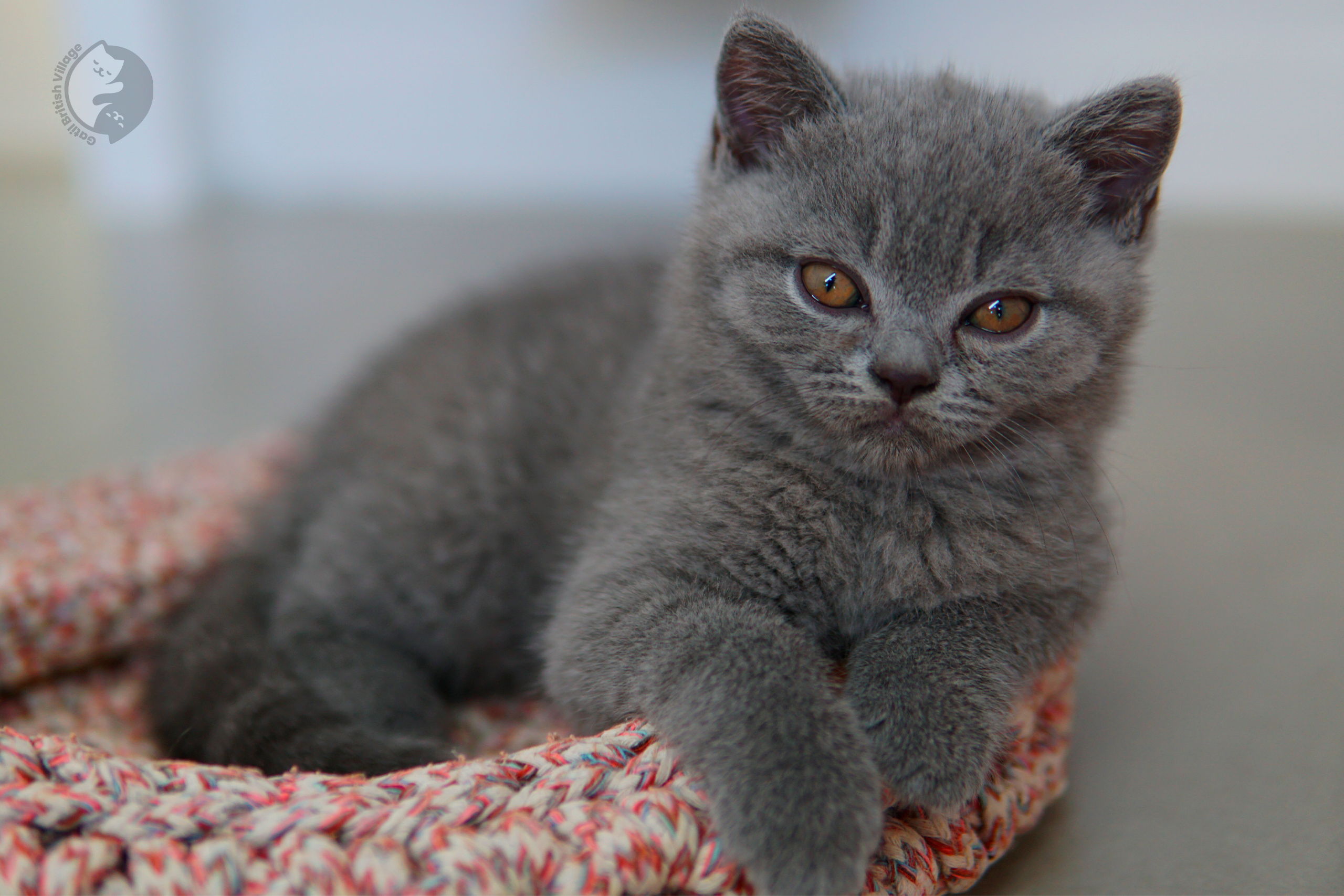 Lilac British Shorthair kitten wrapped in a knitted blanket, with coat standing out against a white background