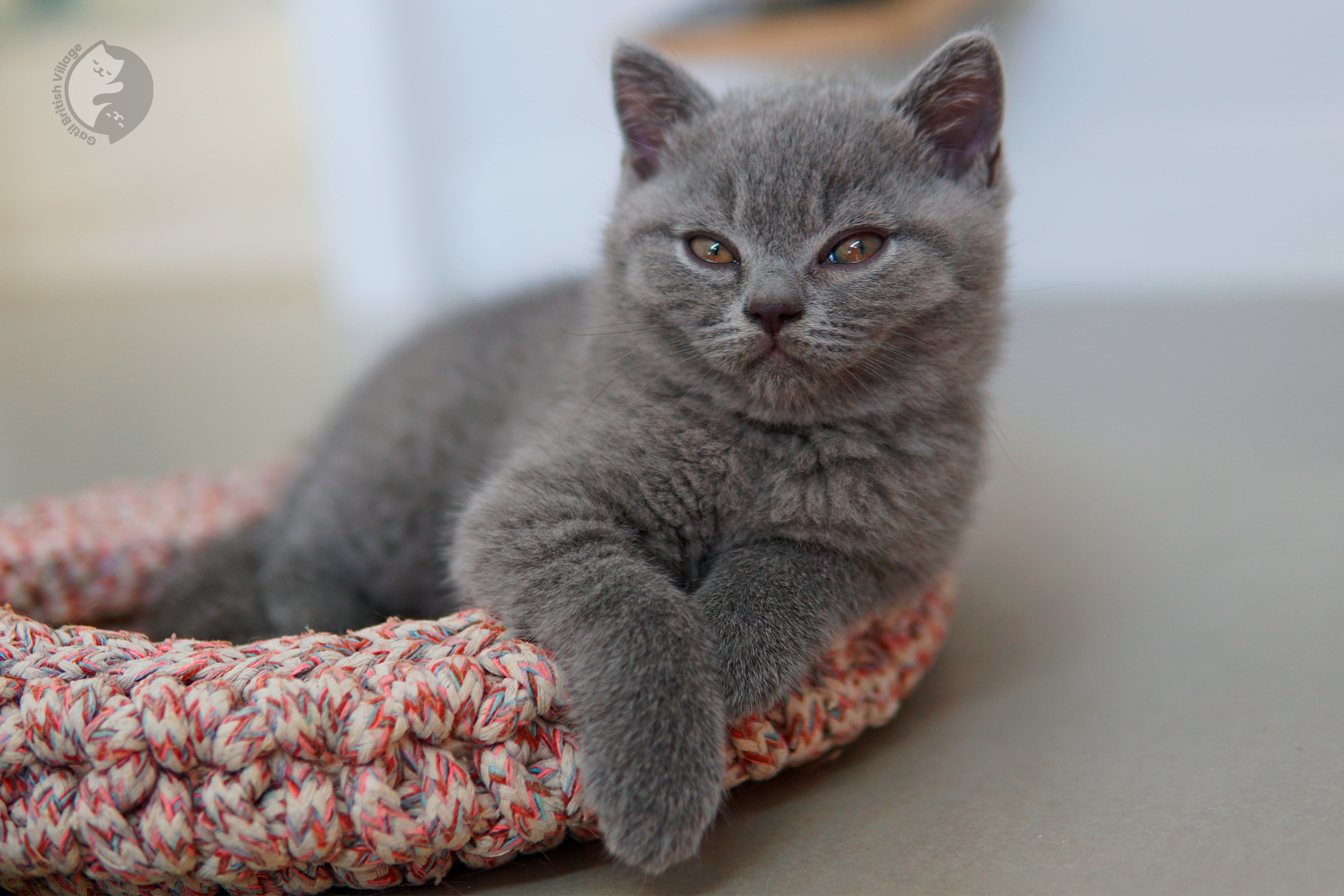 Blue British Shorthair kitten lying among fluffy pillows, with prominent whiskers