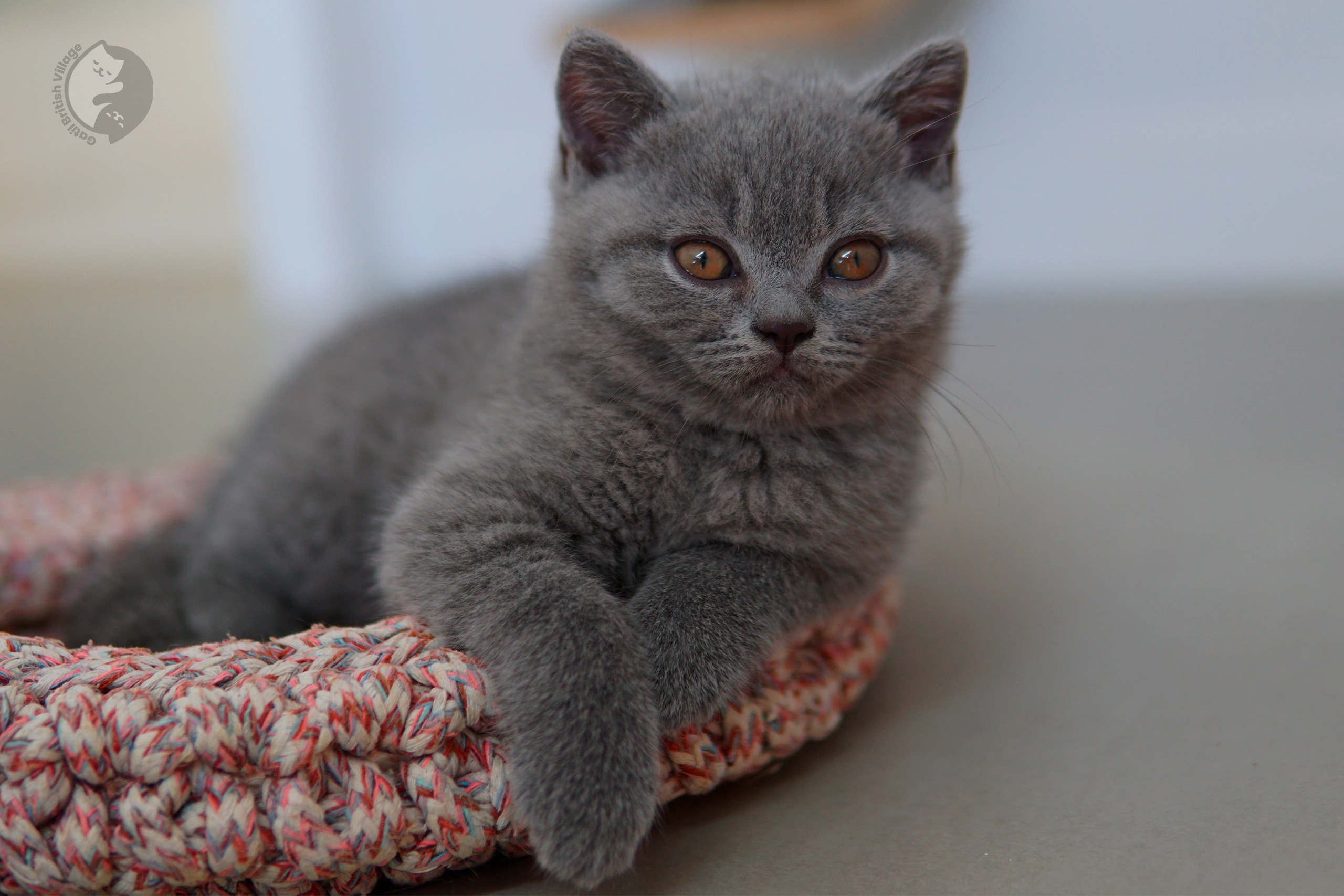 Lilac British Shorthair kitten with ears alert, in a winter scene with pastel tones