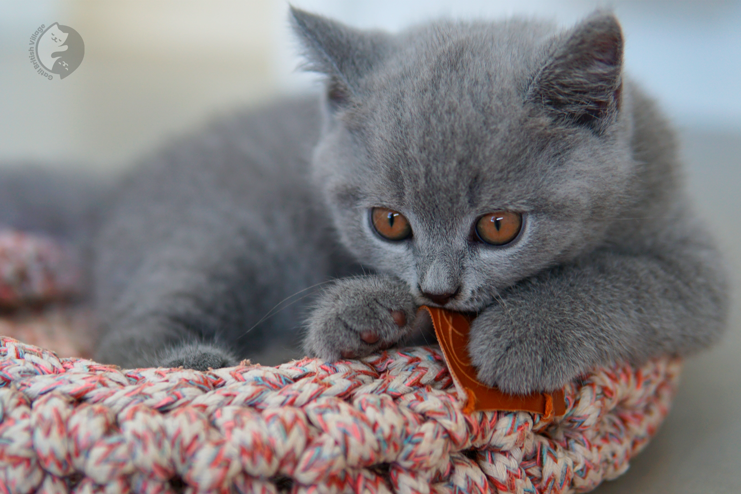 Lilac British Shorthair kitten sitting on a cotton blanket, with coat standing out against a white background