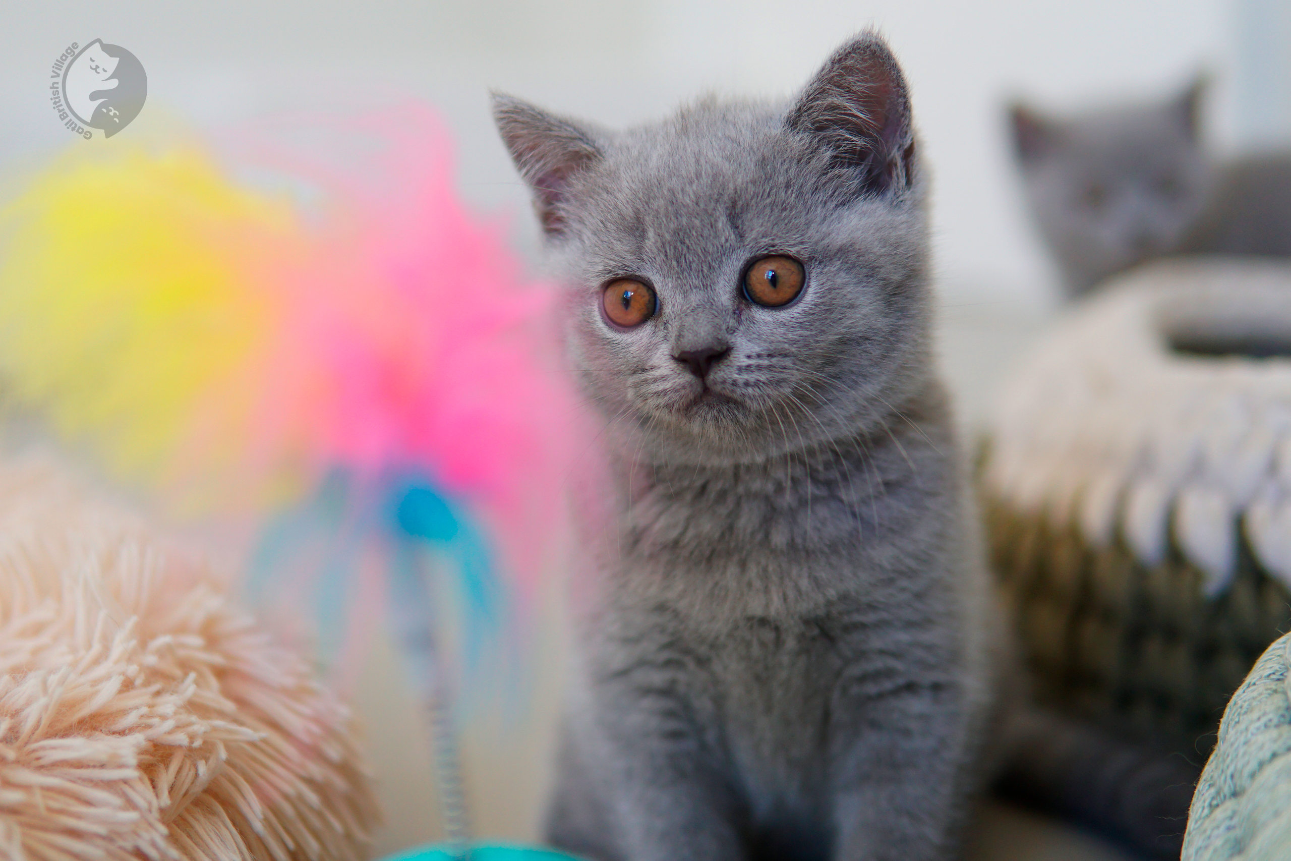 Blue British Shorthair kitten wrapped in a knitted blanket, under soft natural light