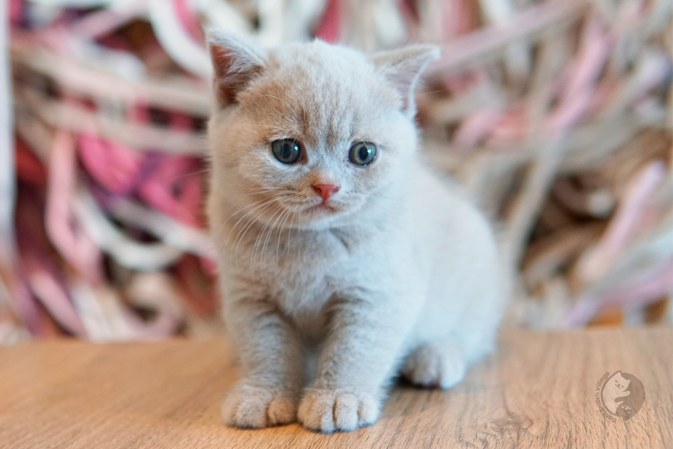 Lilac British Shorthair kitten sniffing the surroundings curiously, with prominent whiskers