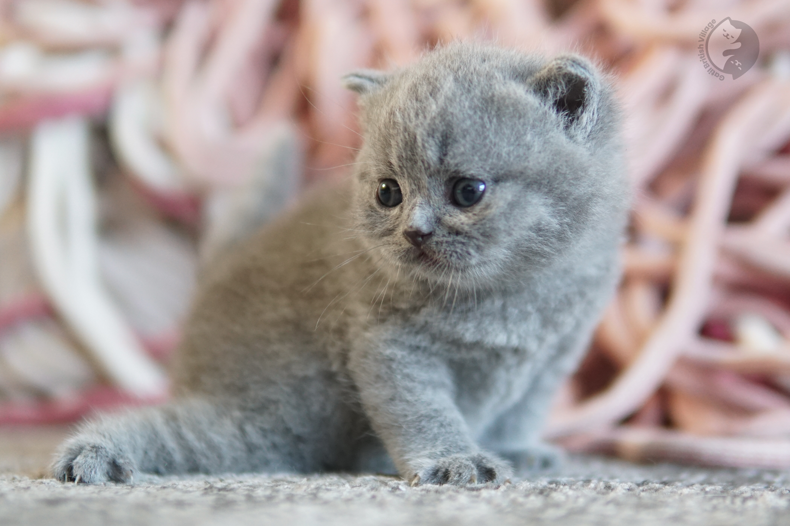 Blue British Shorthair kitten sitting on a cotton blanket, with prominent whiskers