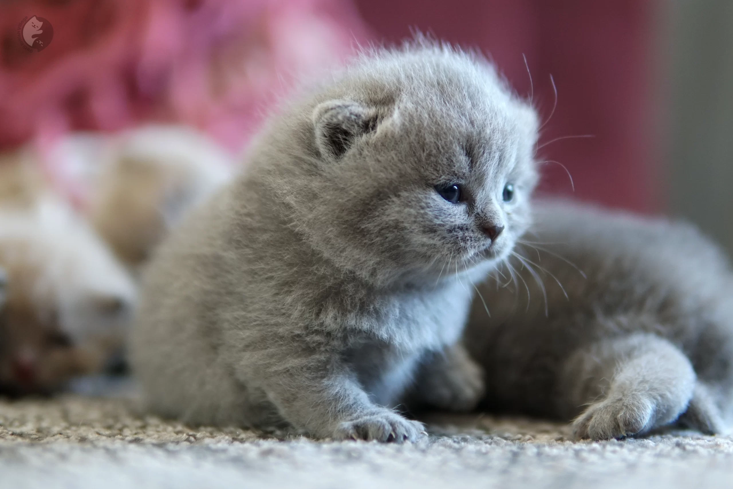Lilac British Shorthair kitten sniffing the surroundings curiously, in a winter scene with pastel tones