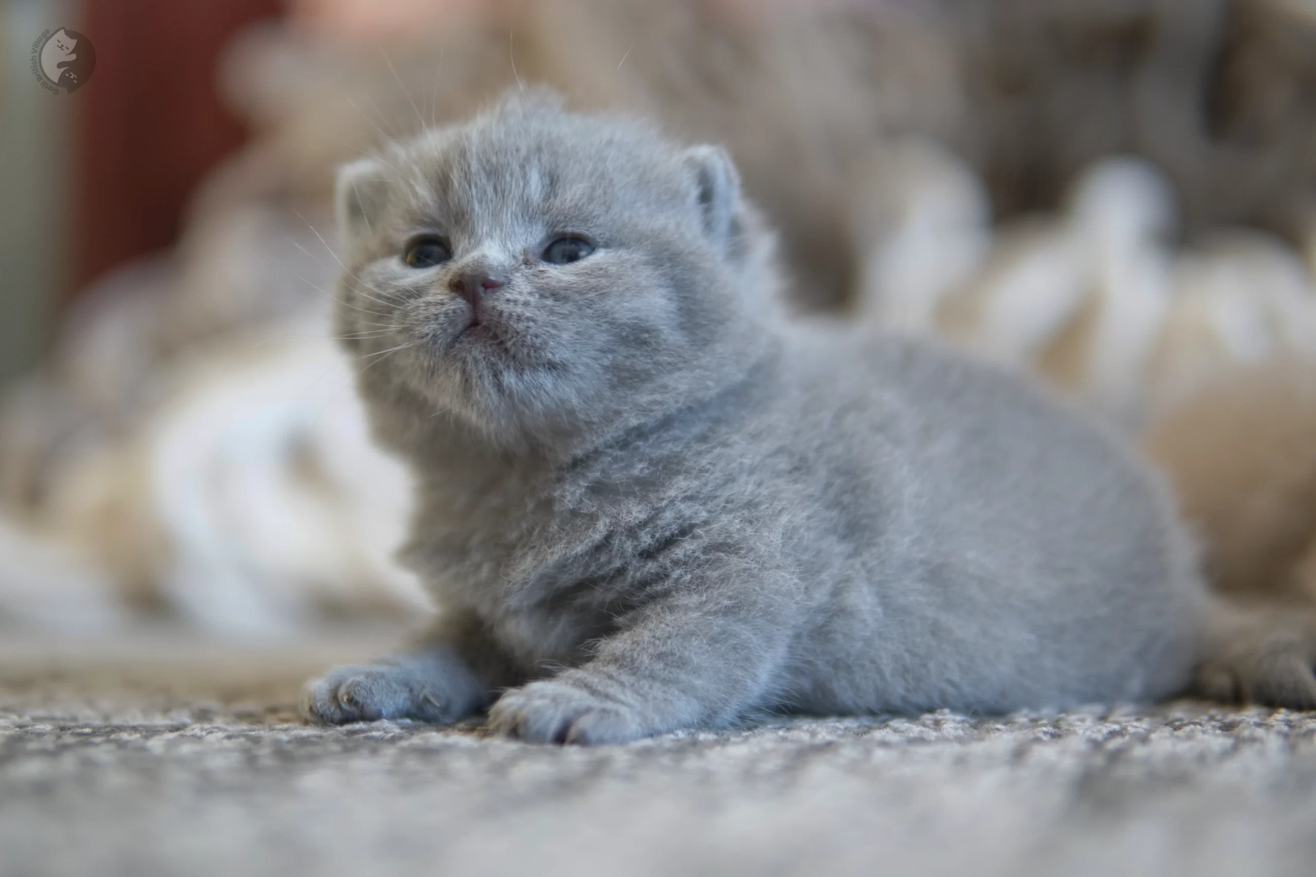 Lilac British Shorthair kitten wrapped in a light pink blanket, in a winter scene with pastel tones