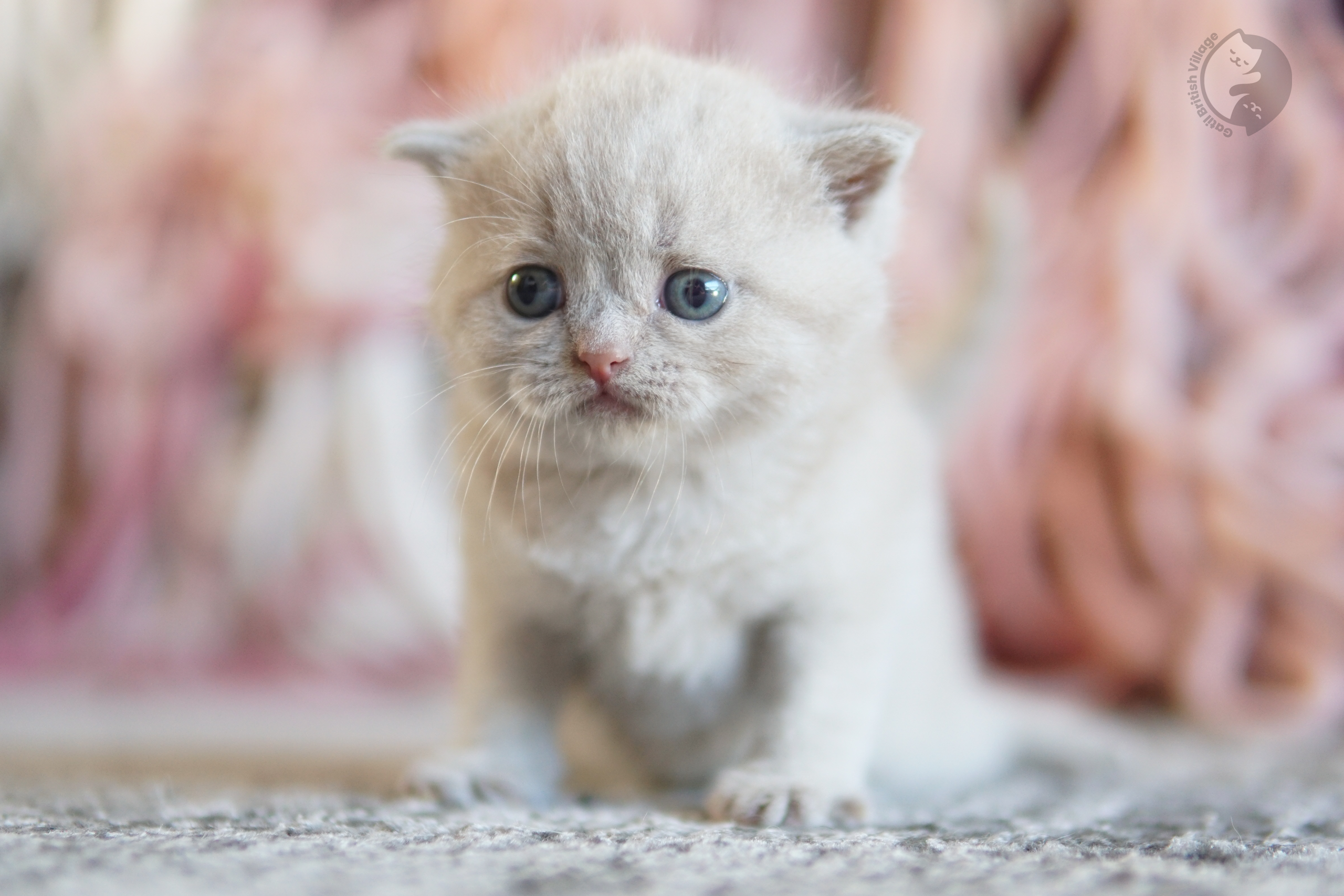 Blue British Shorthair kitten playing with a plush toy, in a calm and quiet environment
