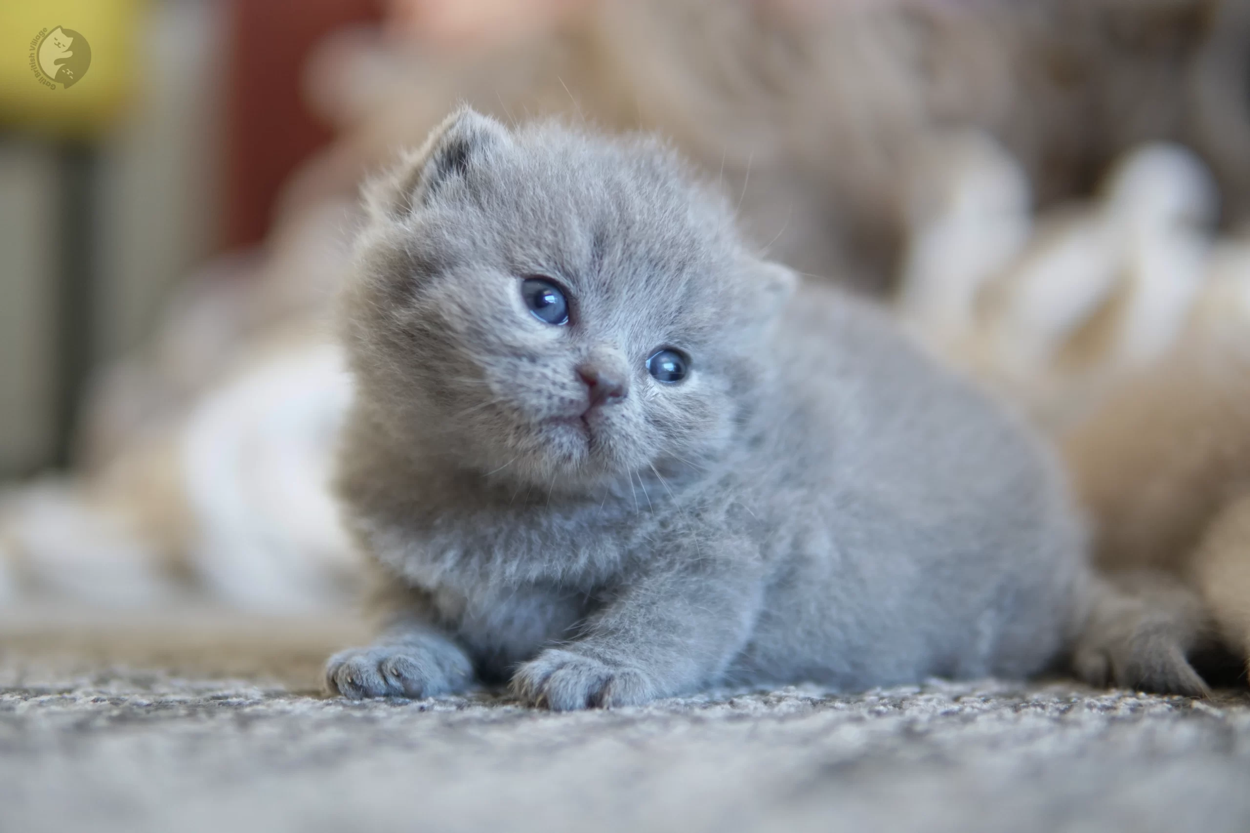 Blue British Shorthair kitten looking directly at the lens, under soft natural light