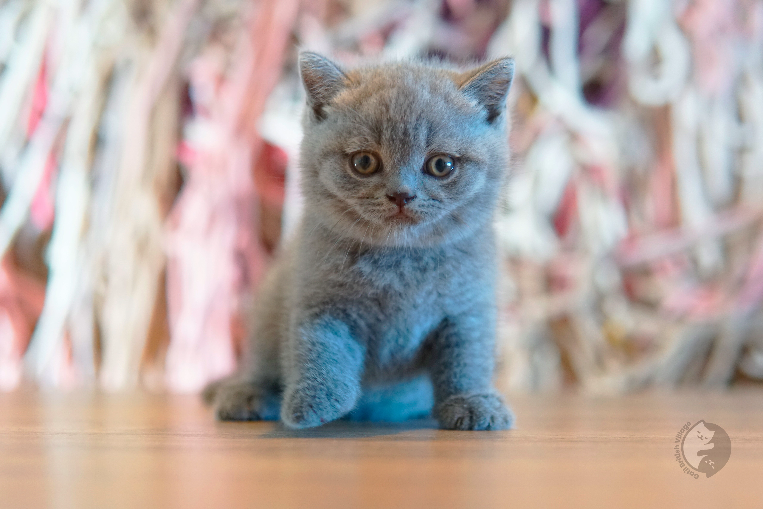 Lilac British Shorthair kitten wrapped in a knitted blanket, under soft natural light